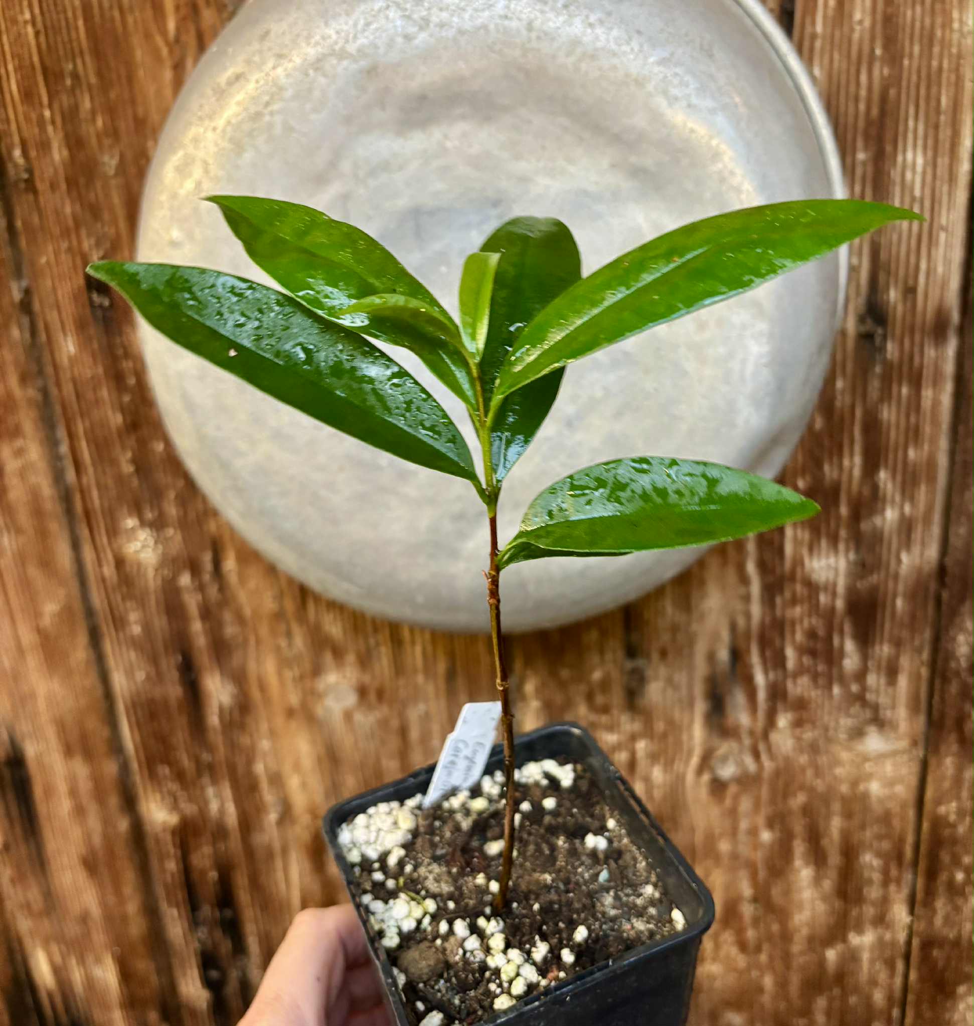Cereja Grande da Bahia (Eugenia sp) - 1 potted plant / 1 getopfte Pflanze