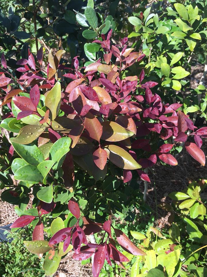 Eugenia uruguayensis