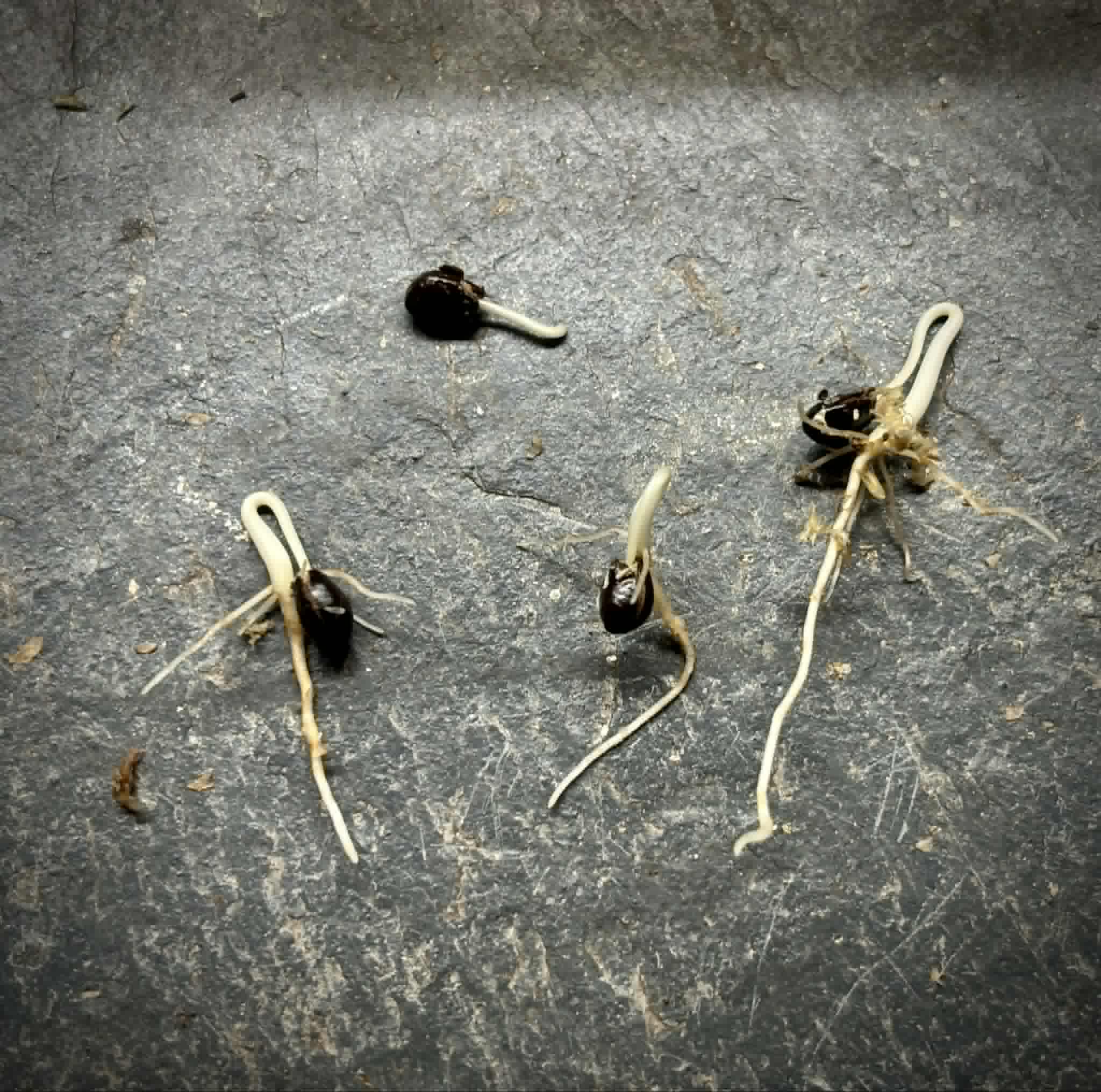 Annona primigenia - 1 germinated seed / 1 gekeimter Samen