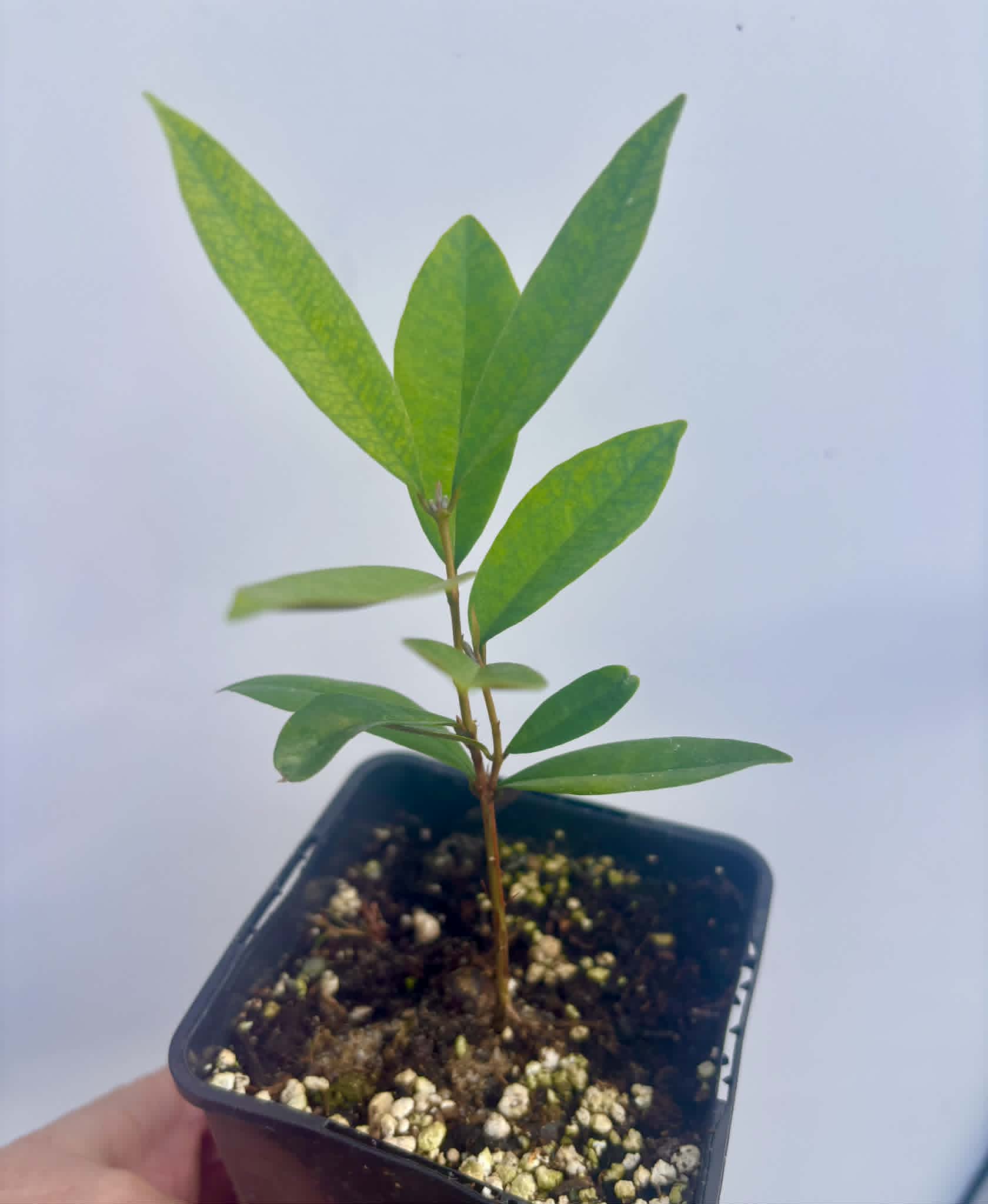 Eugenia sp Roxa do Rio - 1 potted seedling / 1 getopfter Sämling