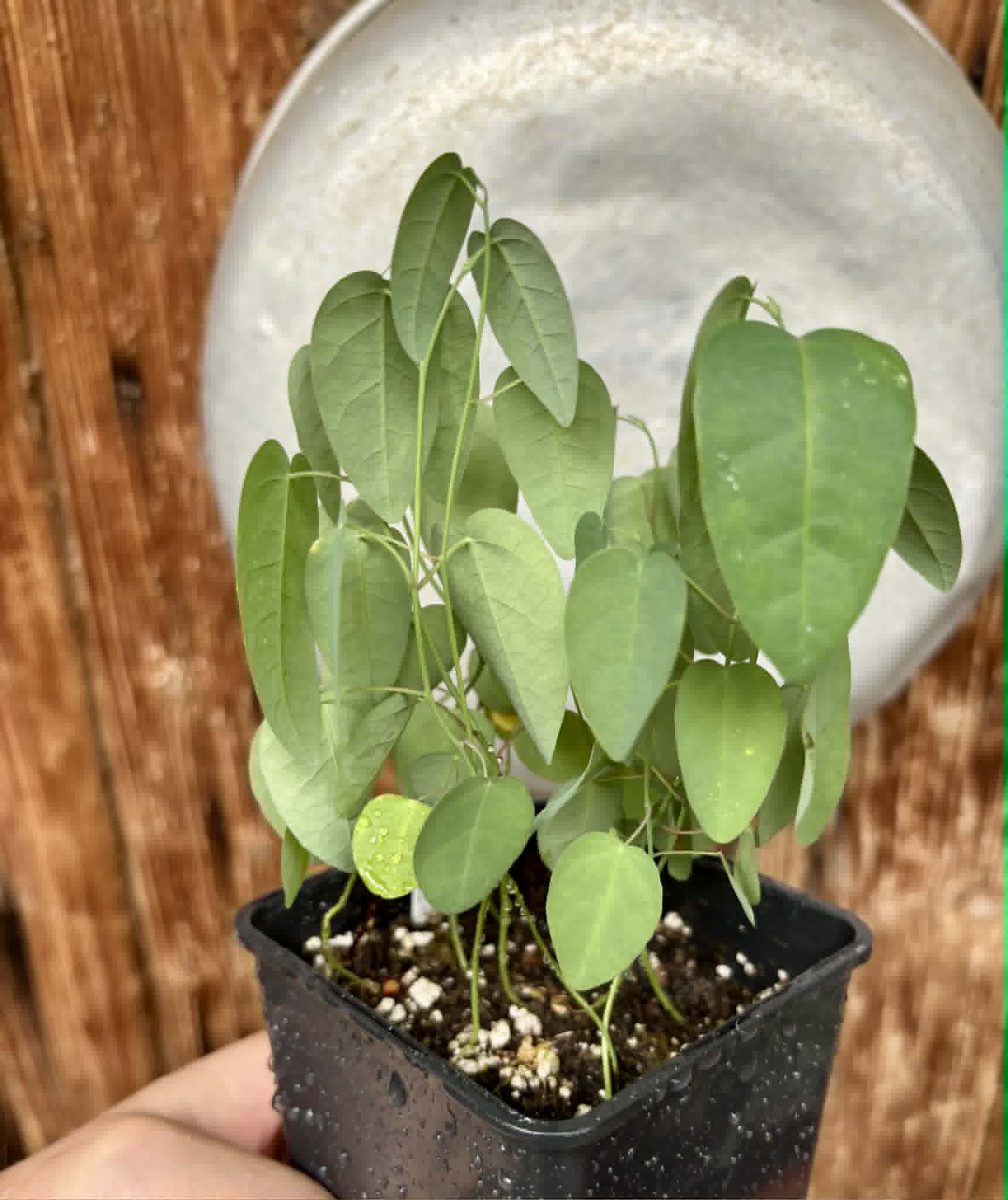 10 in 1 pot - Passiflora silvestris - 10 seedlings in one pot / 10 Sämlinge in einem Topf