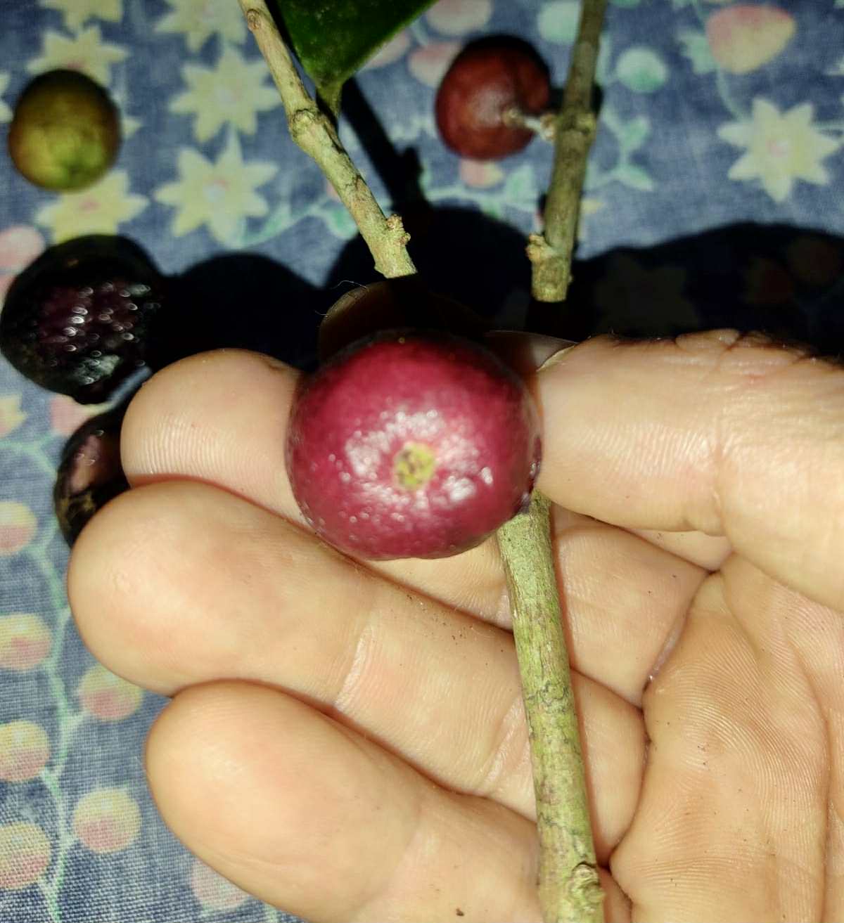 Eugenia sp Pindoca - 1 germinated seed / 1 gekeimter Samen Eugenia sp Pindoca - 1 germinated seed / 1 gekeimter Samen