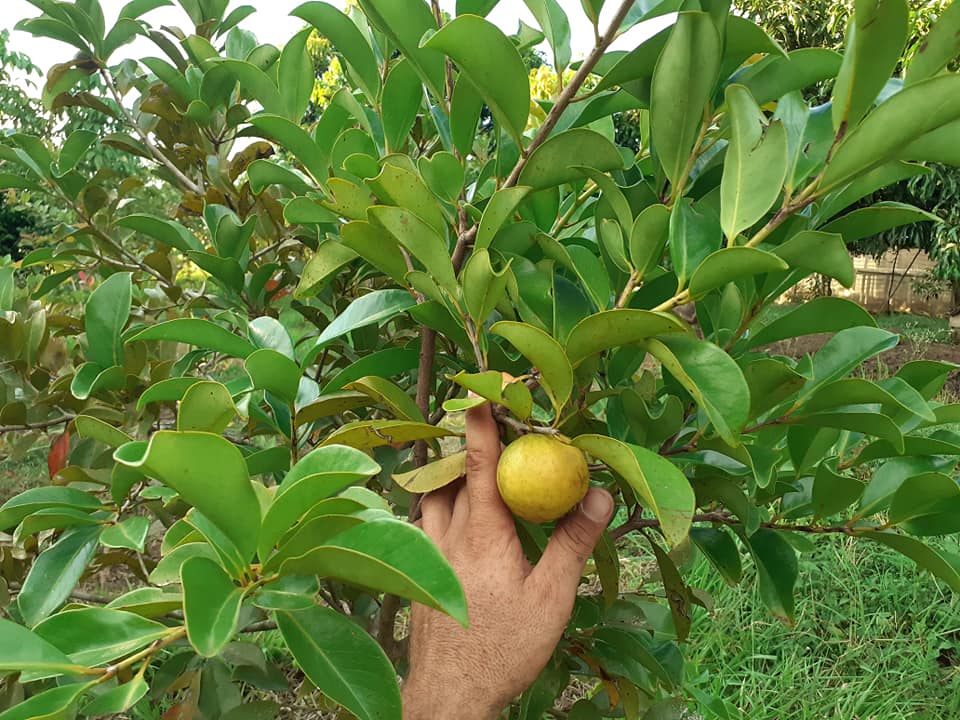 Psidium sp Cuba - 1 fresh seed / 1 frischer Samen