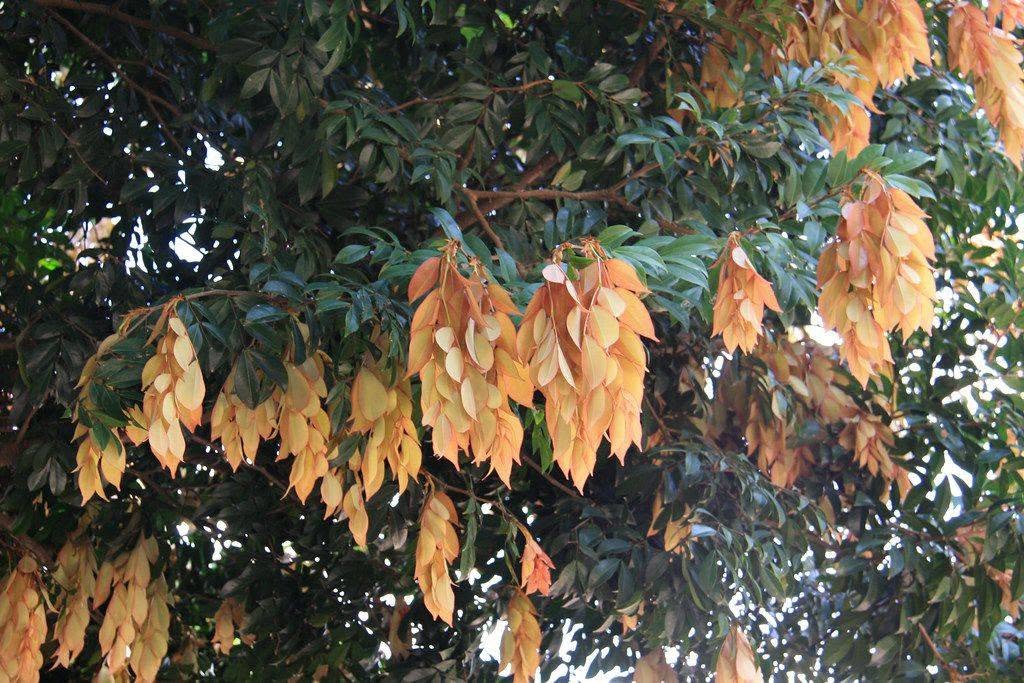 Kekatong (Cynometra malaccensis) - 1 potted plant / 1 getopfte Pflanze