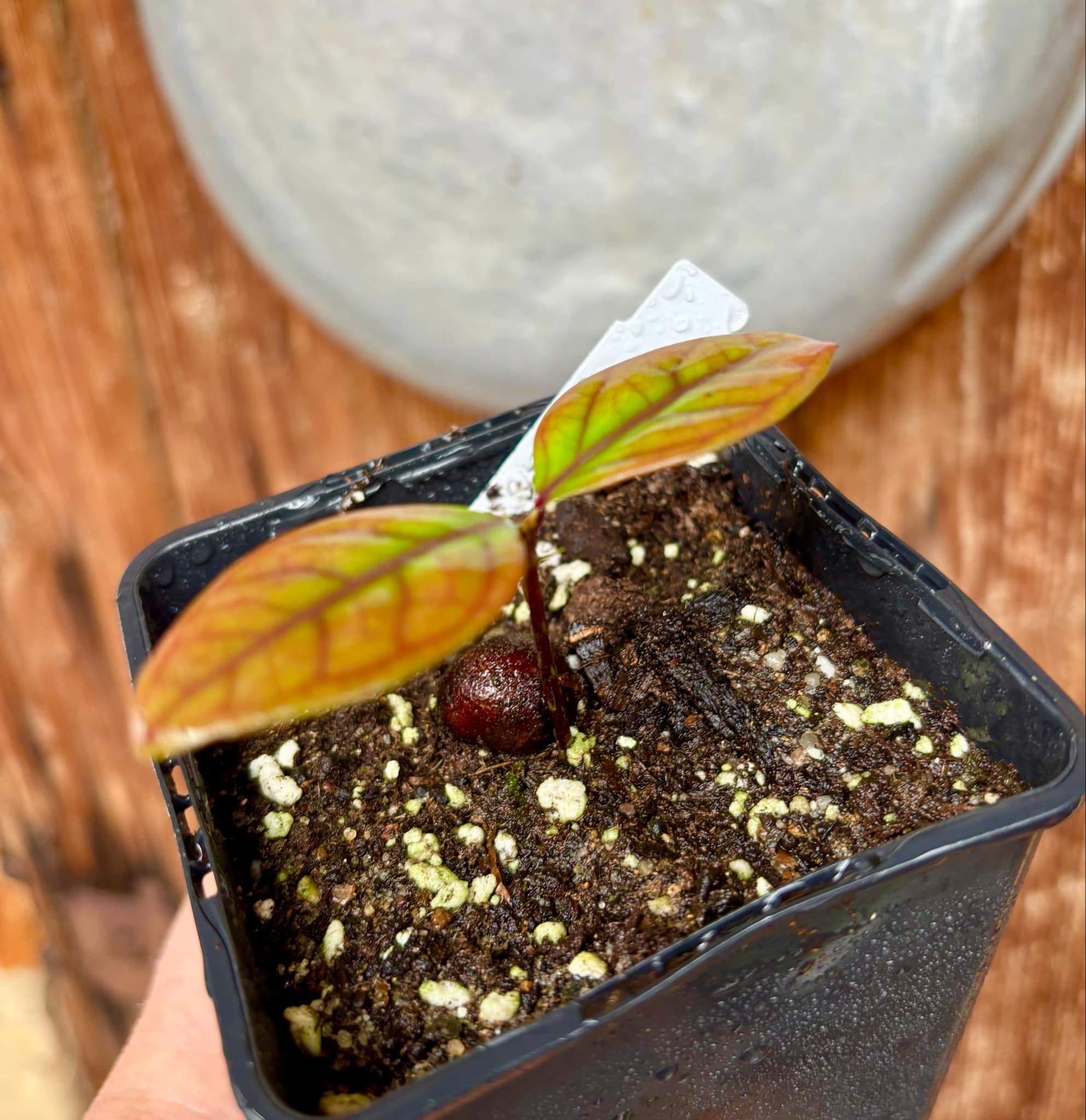 Eugenia sp de Talo -  1 small potted seedling / 1 kleiner, getopfter Sämling