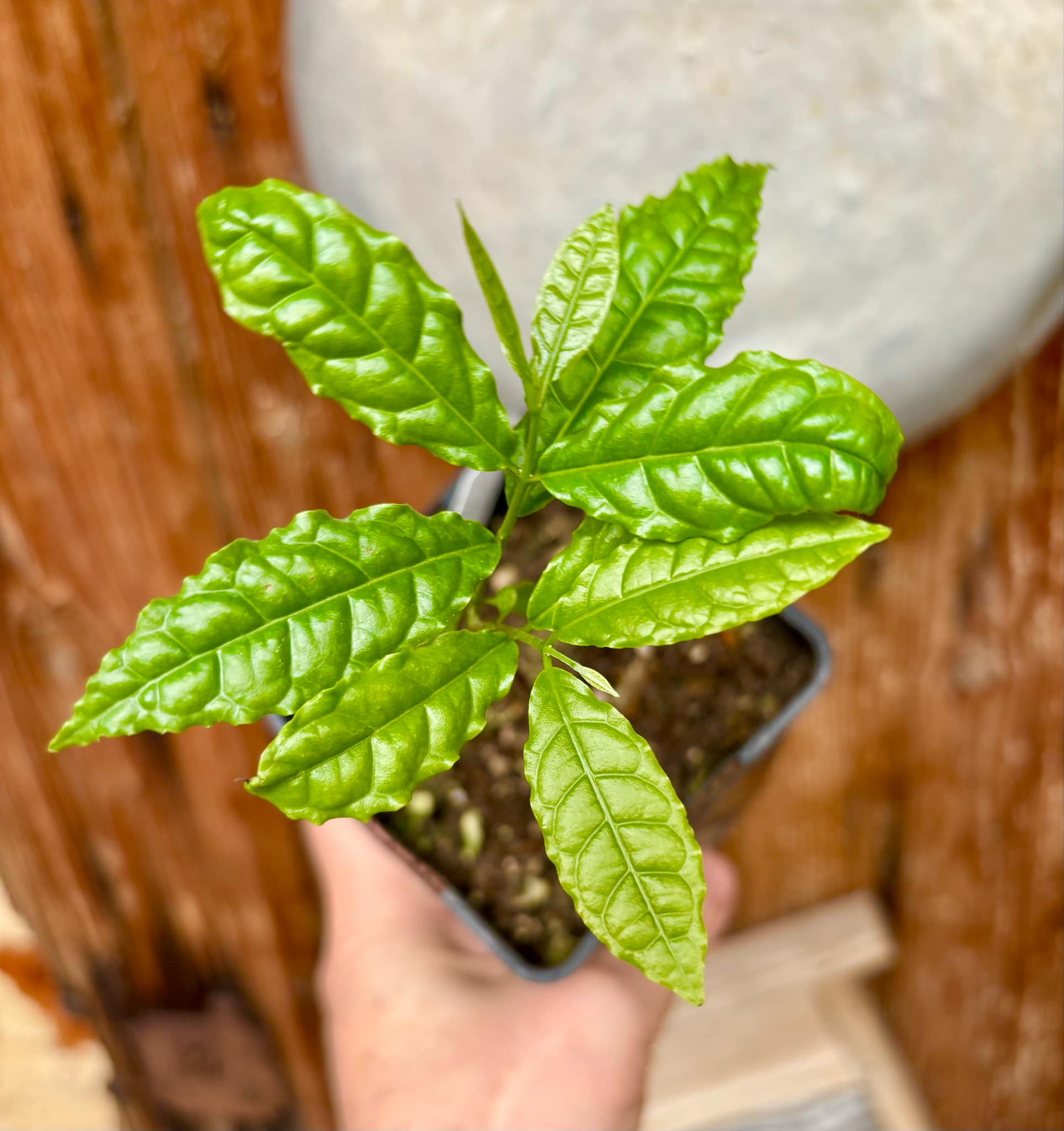 Campomanesia ilhoensis - Guabiroba do Nordeste 1 potted plant / 1 getopfte Pflanze