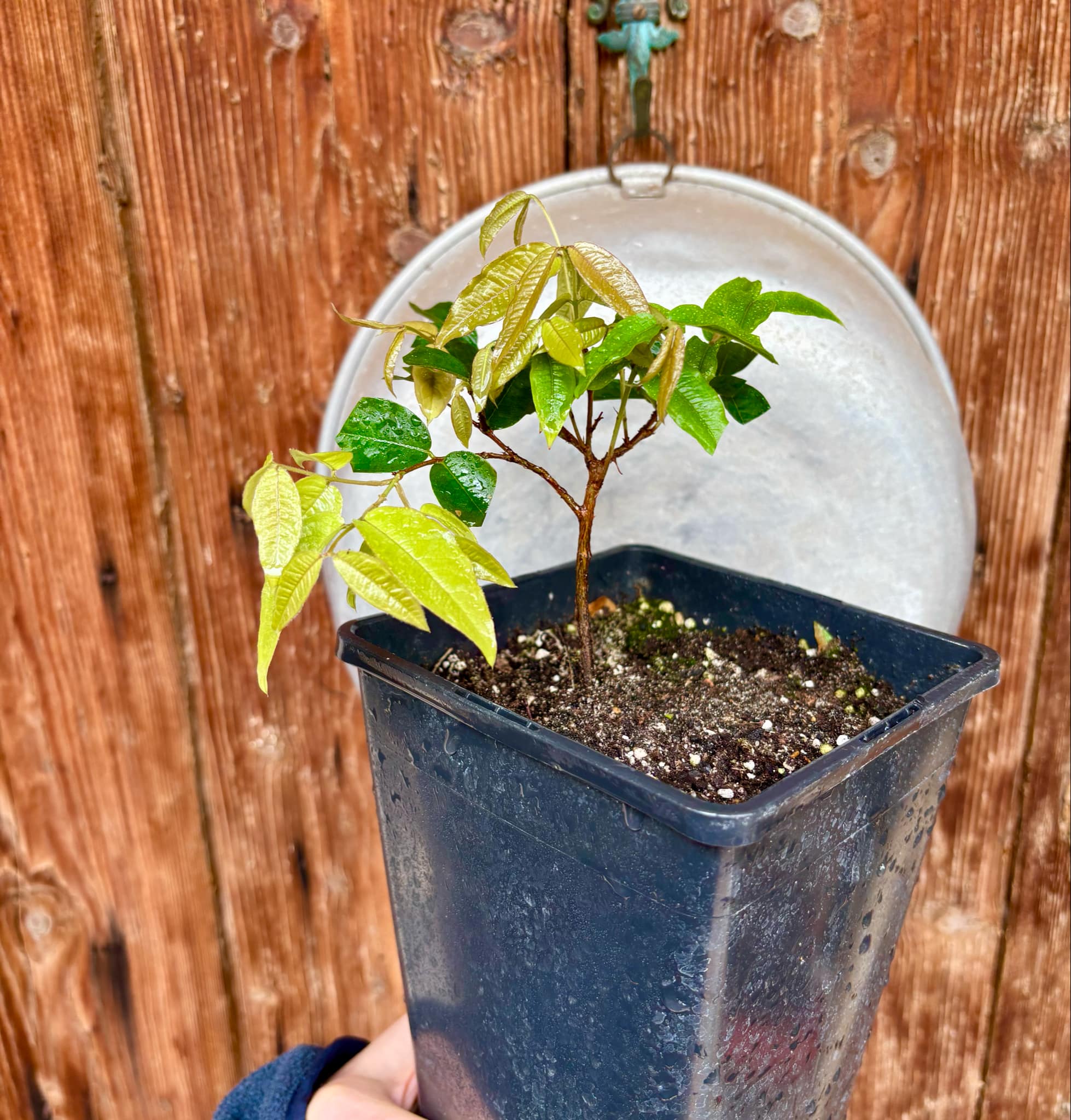 Plinia aureana var. Branca Mel - 1 potted plant / 1 getopfte Pflanze
