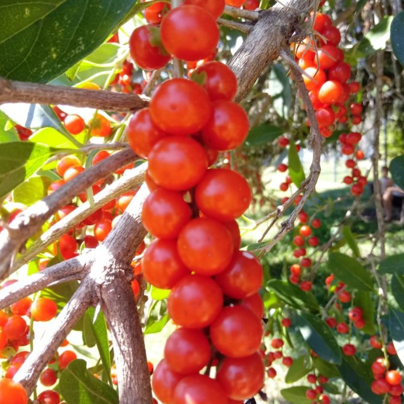 Taruman (Citharexylum montevidense) - 1 potted plant / 1 getopfte Pflanze