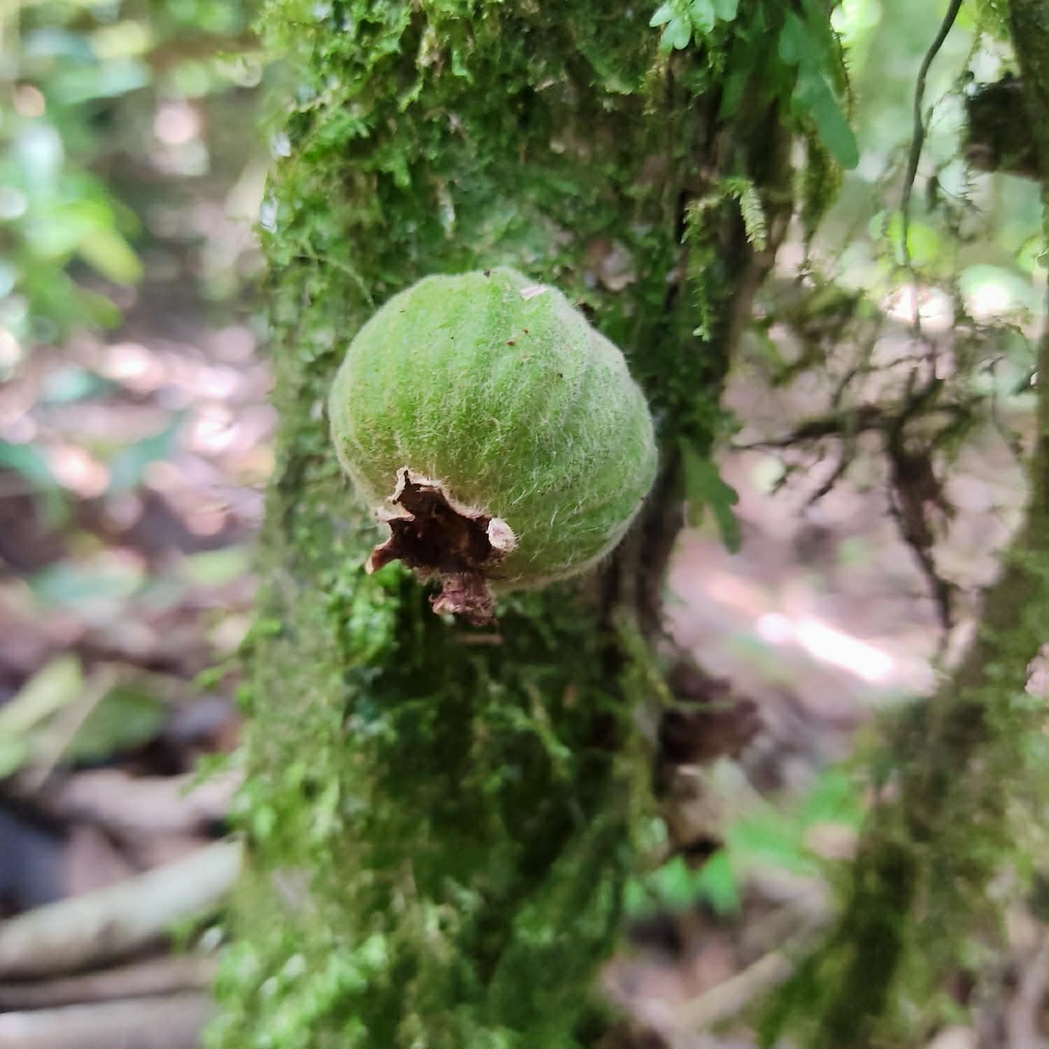 only 3 seeds available - Pre-Order - Plinia rara Costata Camacan - 1 fresh seed / 1 frischer Samen