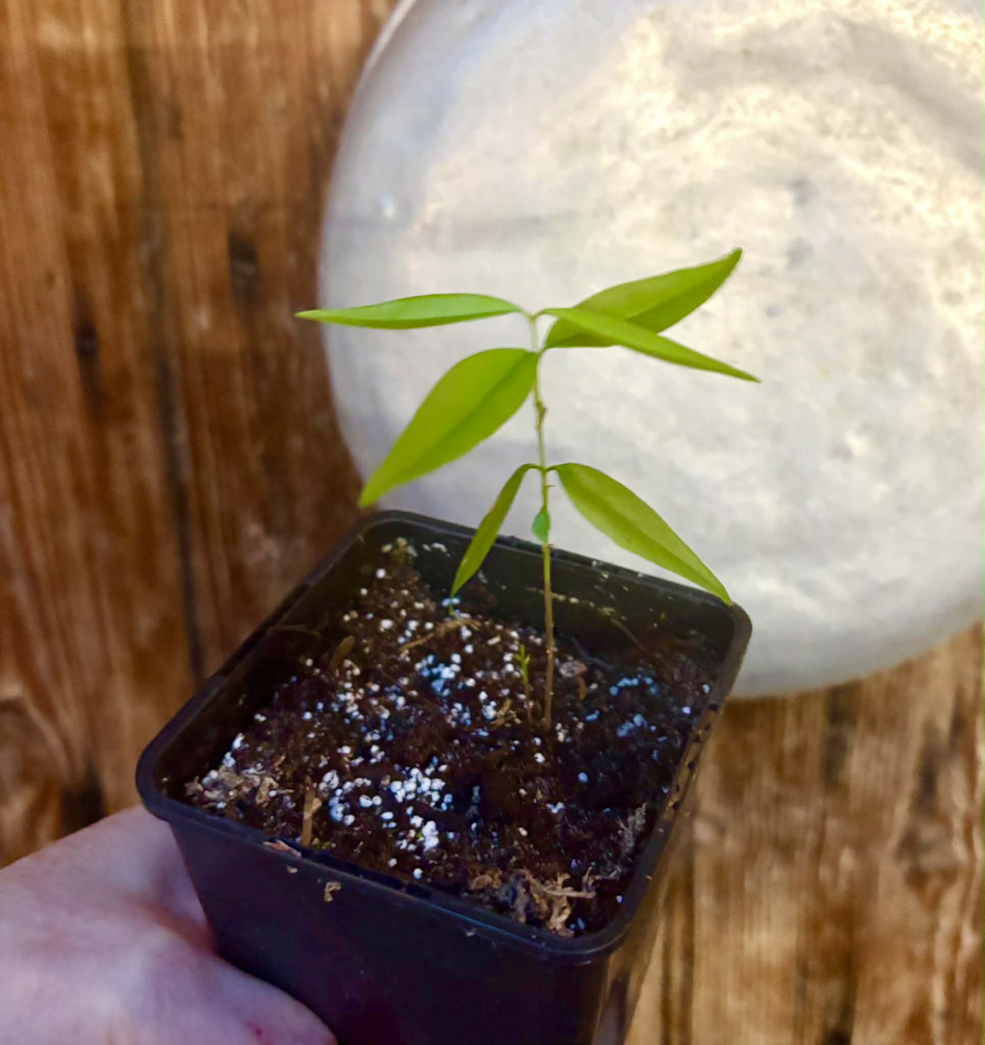 Rainforest Plum (Eugenia candolleana) - 1 potted seedling / 1 getopfter Sämling