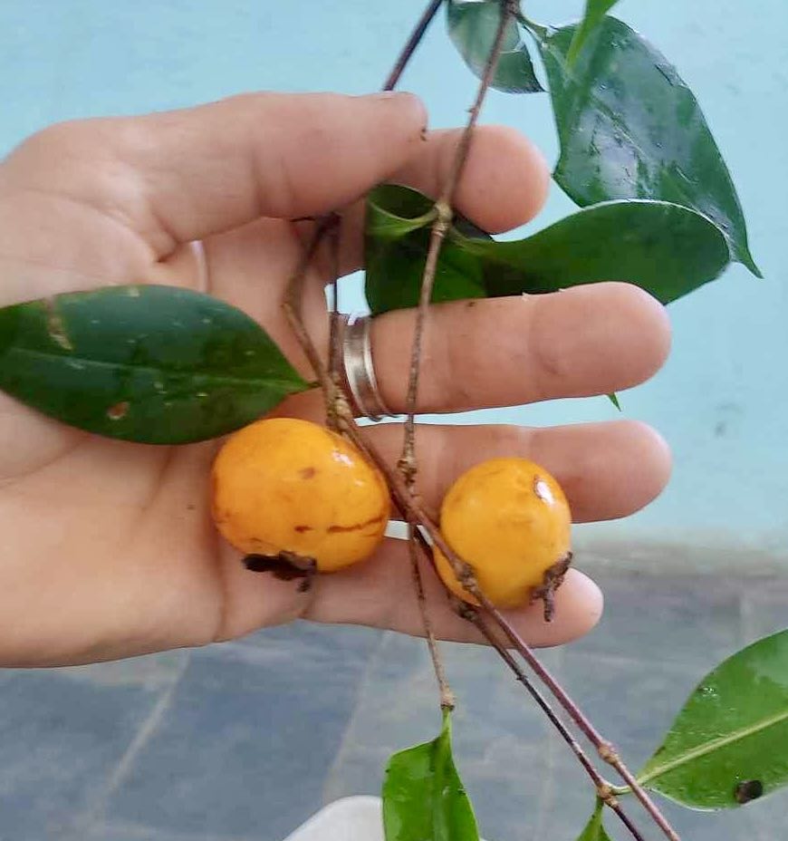 Collection of 5 rare exotic fruit plants -  5 different potted plants / 5 verschiedene, getopfte Pflanzen