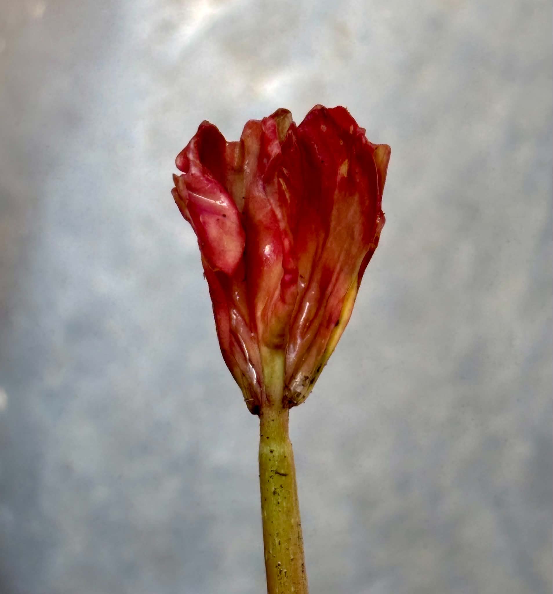 Uva do Mato de Mico-Dourado (Cissus stipulata) - 1 potted seedling / 1 getopfter Sämling