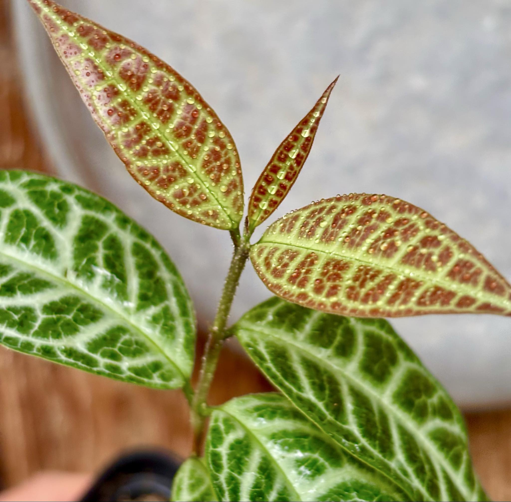 Eugenia sp Labisia Nr. A -  1 potted plant / 1 getopfte Pflanze