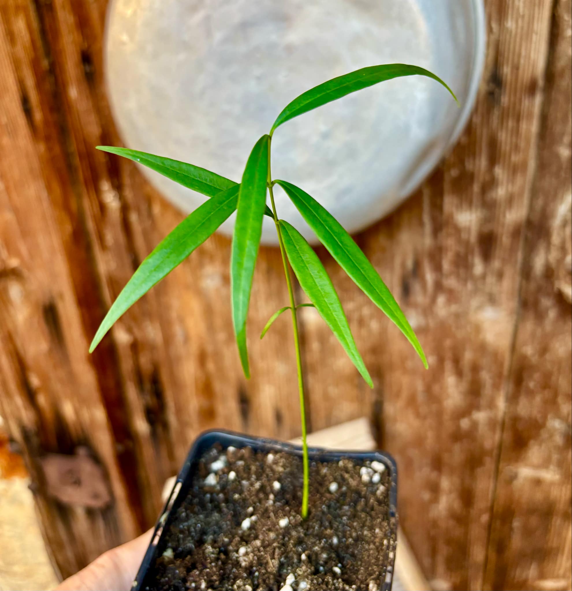 Leche-Miel Fruit (Lacmellea edulis) - 1 potted plant / 1 getopfte Pflanze