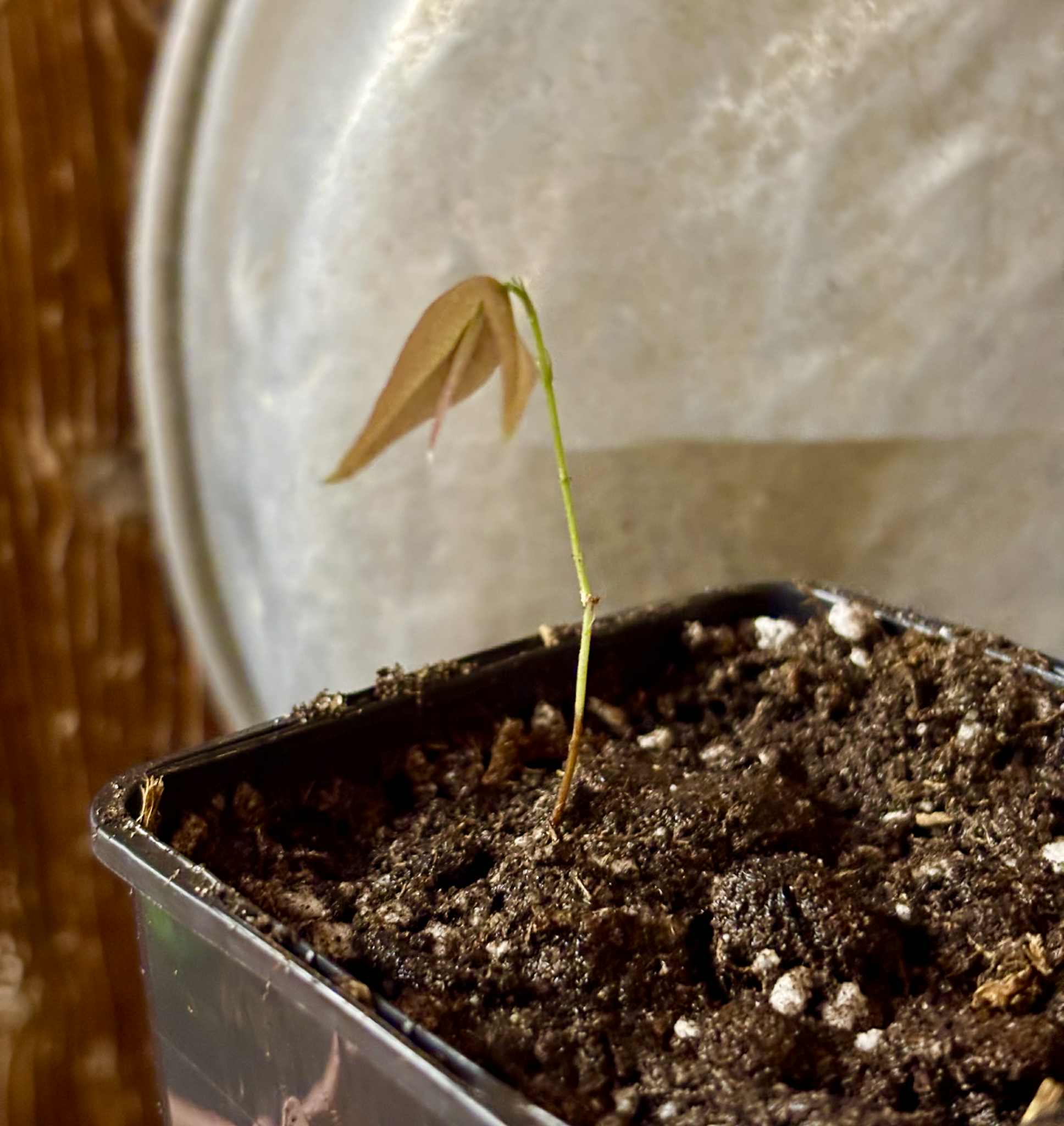 Plinia sp. Cachoeiro de Itapemirim - 1 potted seedling / 1 getopfter Sämling
