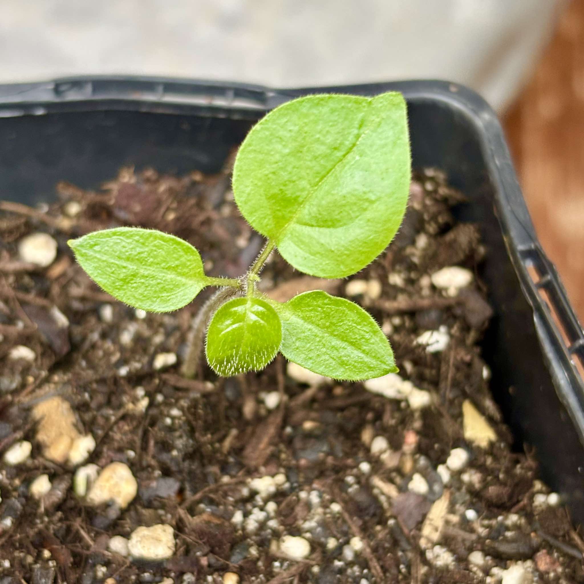 Guava Tamarillo (Solanum diploconos) - 1 small potted seedling / 1 kleiner, getopfter Sämling Guava Tamarillo (Solanum diploconos) - 1 small potted seedling / 1 kleiner, getopfter Sämling