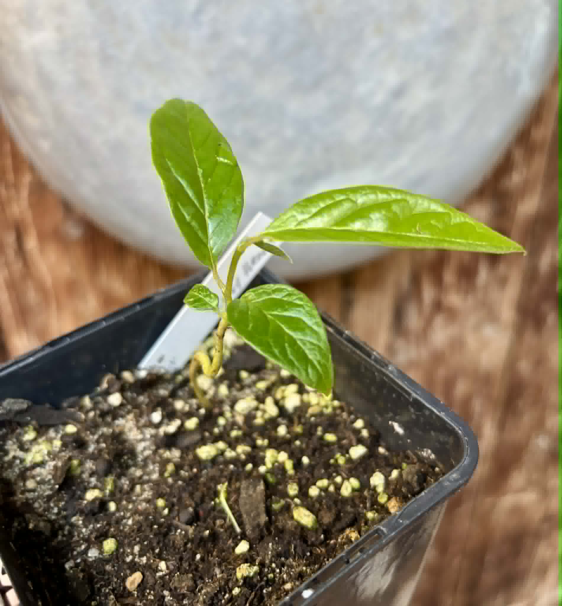 Annona reticulata var Ruby Heart- 1 potted seedling / 1 getopfter Sämling