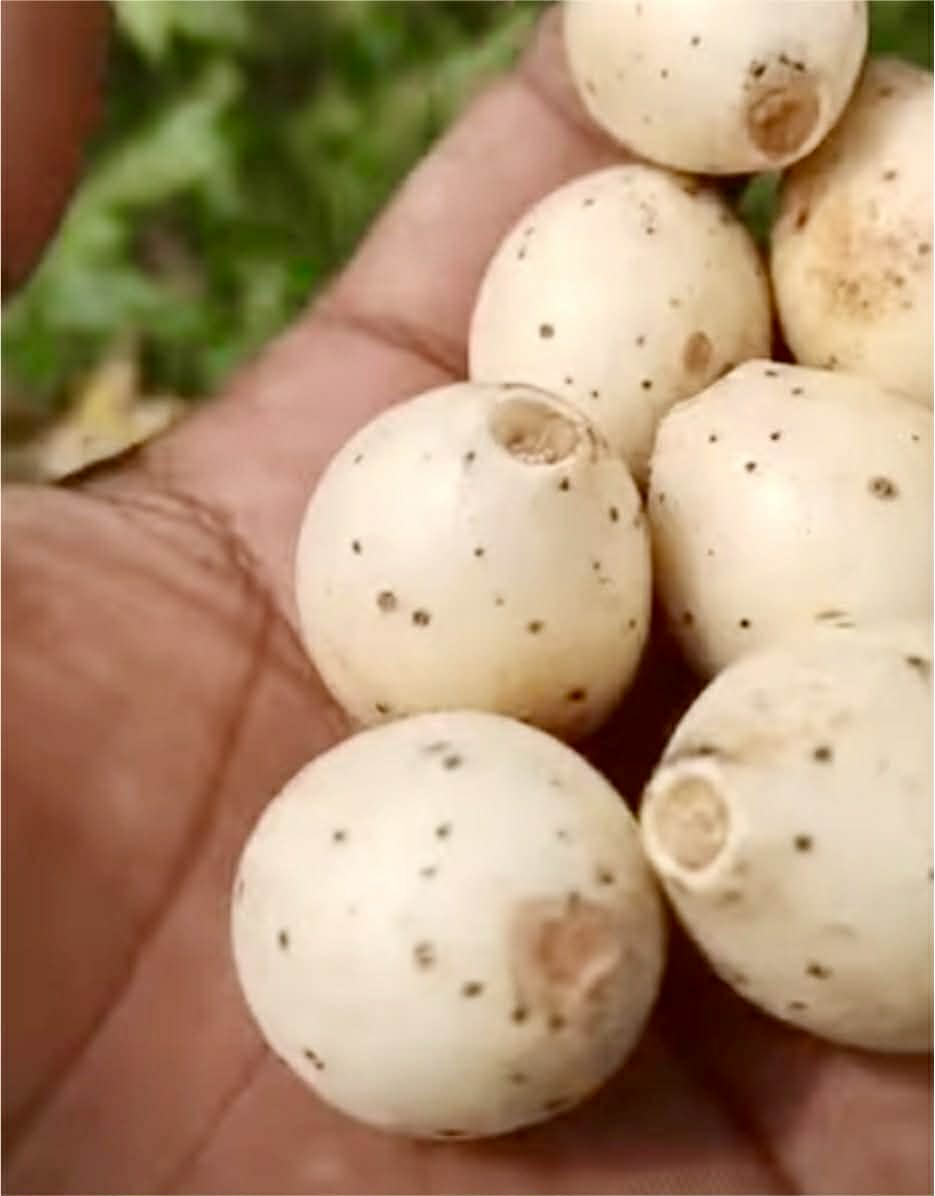 Pre Order - Aglaia sp. Papua - 1 fresh seed / 1 frischer Samen