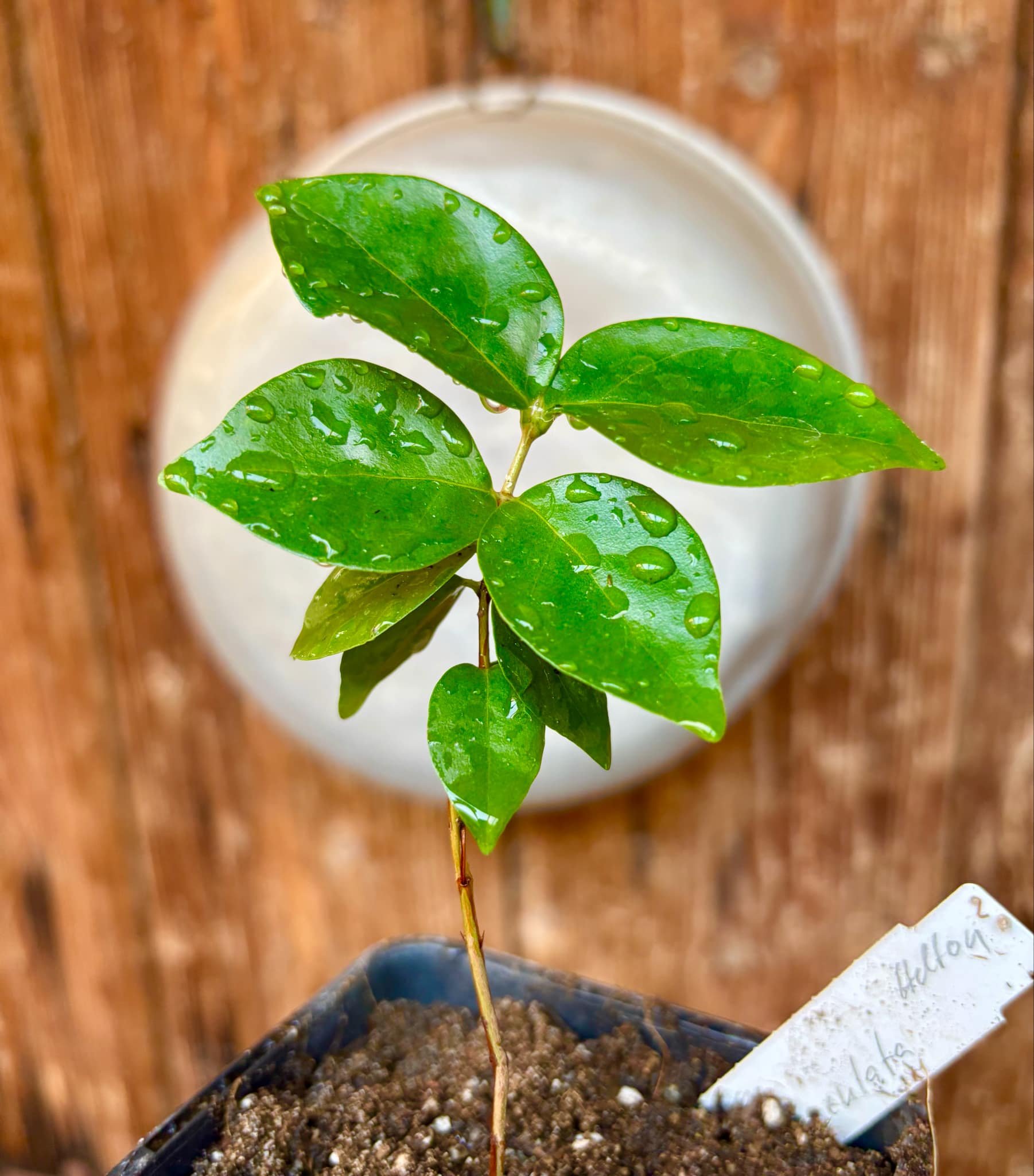 Eugenia uniflora var. Gigante Pitangao  - 1 small potted seedling / 1 kleiner, getopfter Sämling