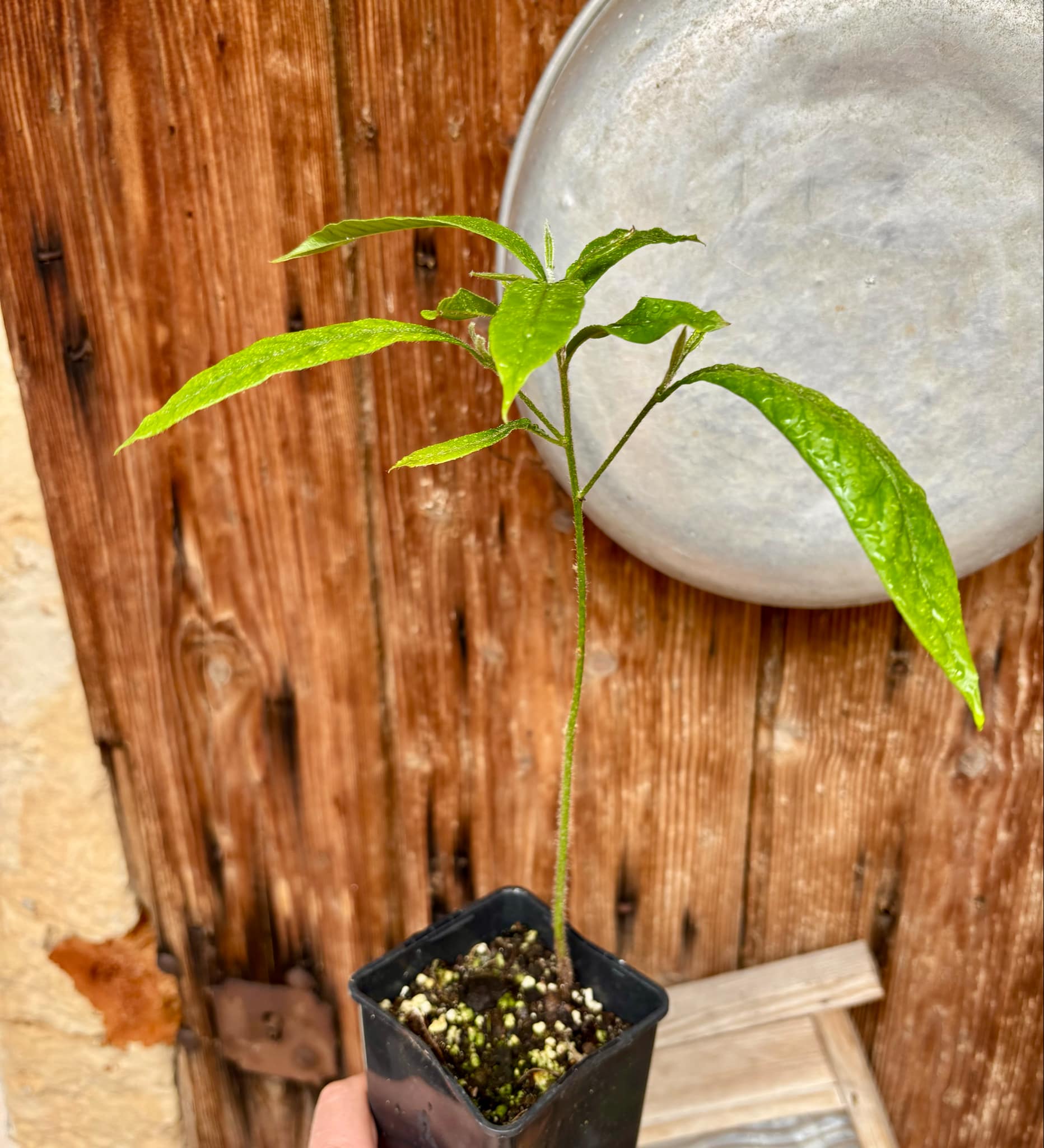 Brasilian Abiu (Pouteria caimito) - 1 potted seedling / 1 getopfter Sämling