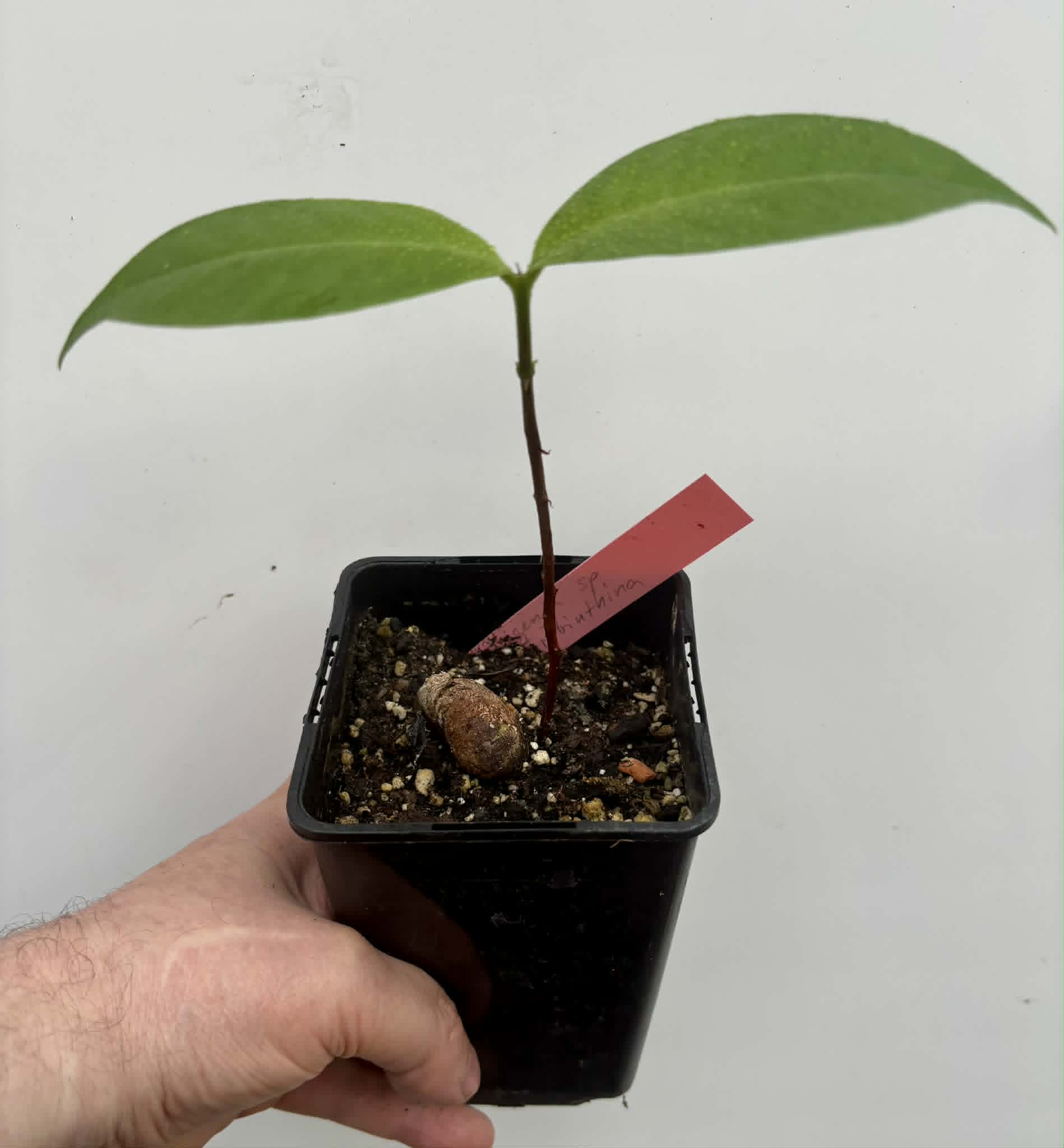 Eugenia sp Terebinthina - 1 potted seedling / 1 getopfter Sämling