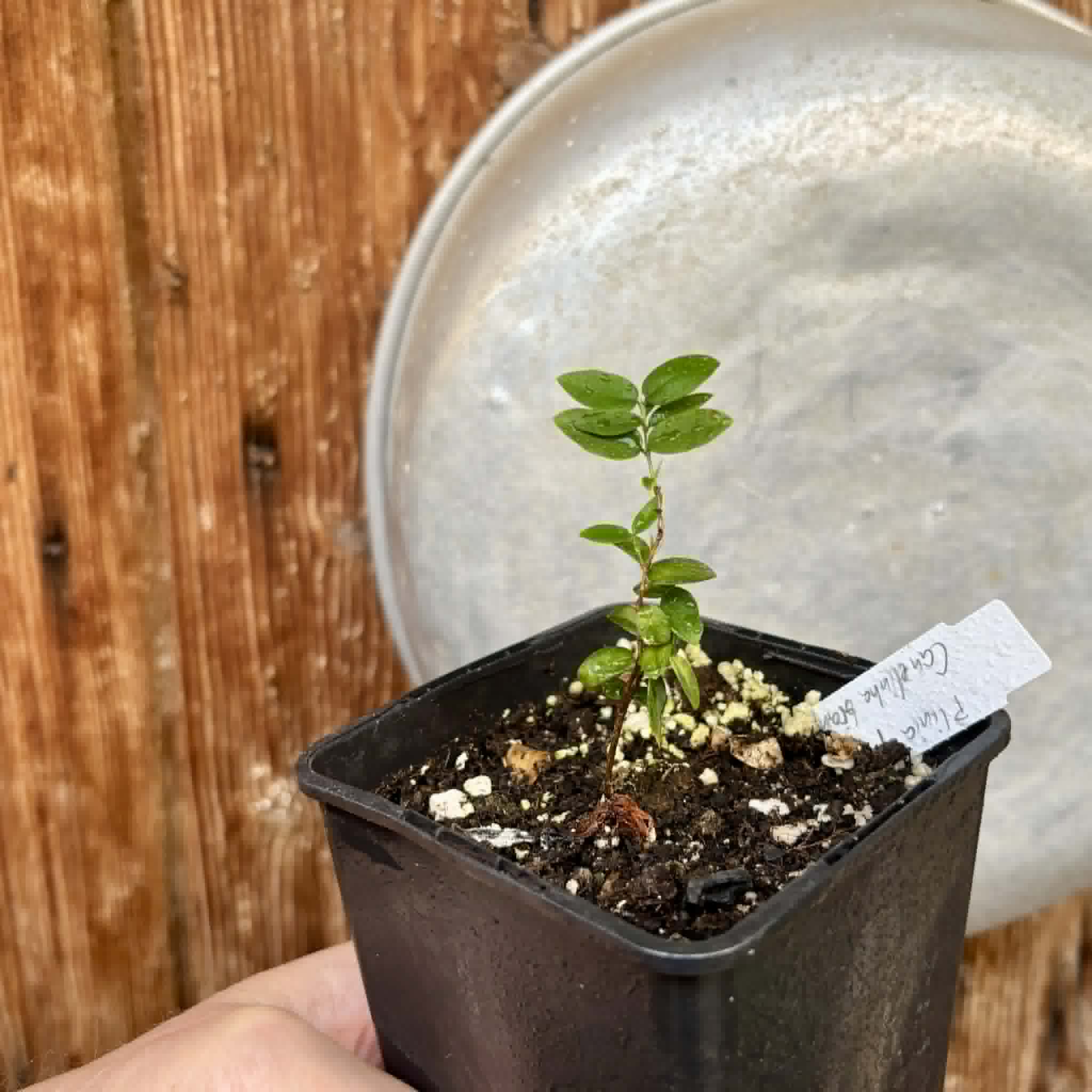 Jaboticaba - Plinia sp Canelinha Polpa branca - 1 potted seedling / 1 getopfter Sämling
