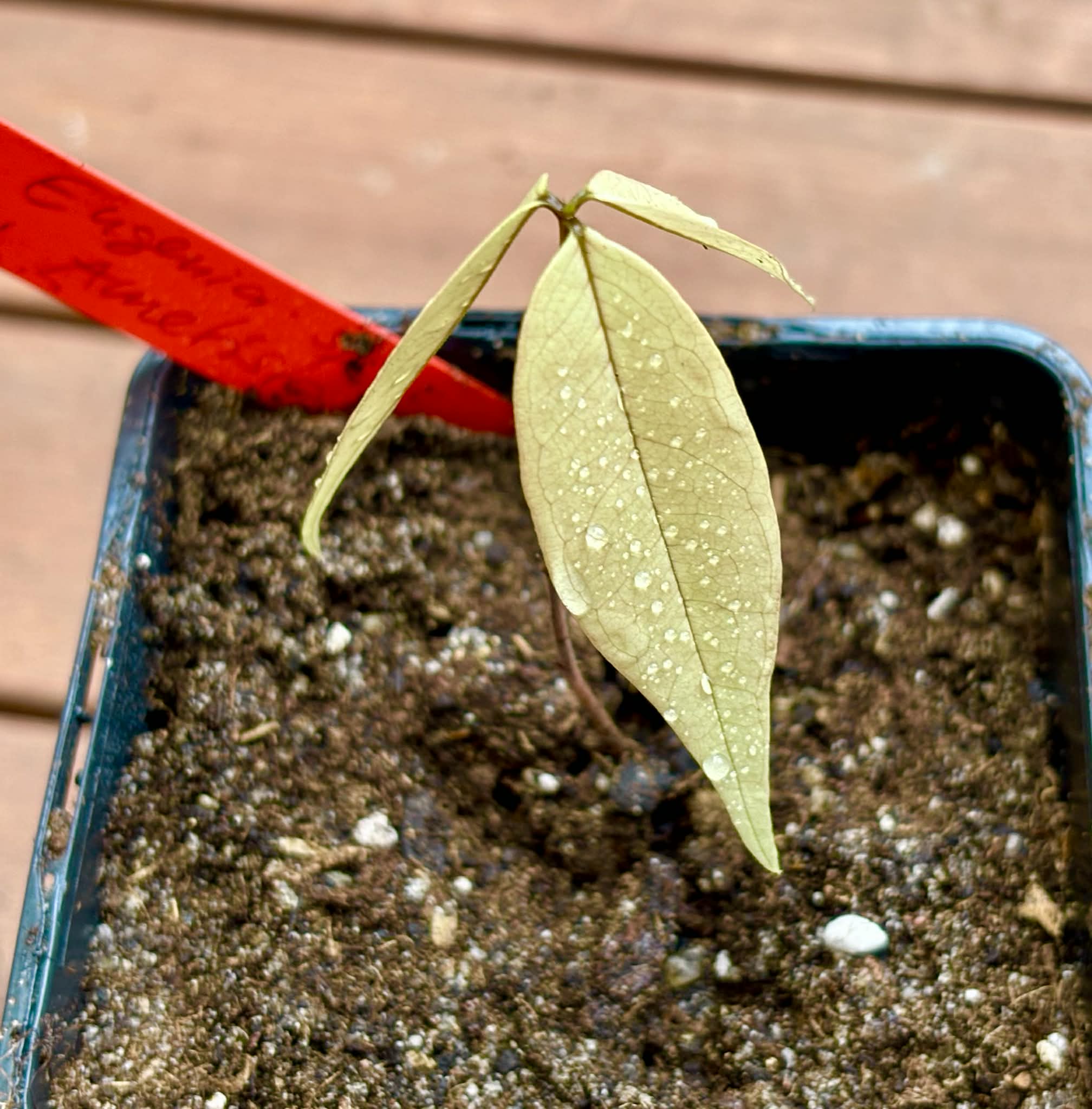 Collection of 5 new Eugenia -  5 different potted Eugenia / 5 verschiedene, getopfte Eugenia