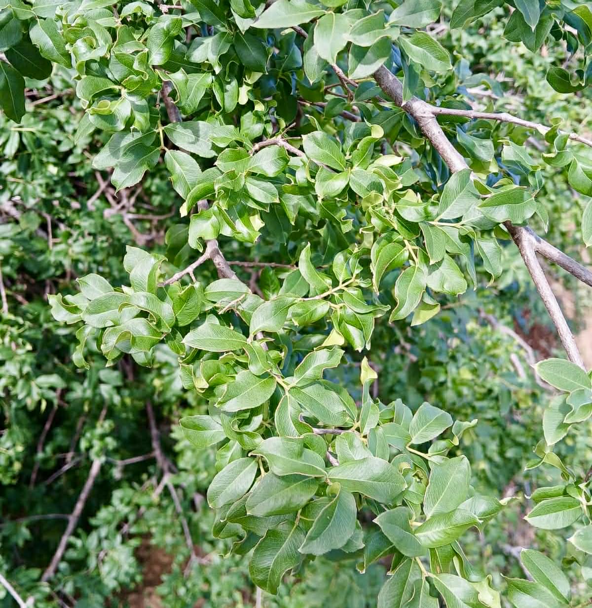 Pre Order - Plinia sp Tabuia -  1 fresh seed / 1 frischer Samen