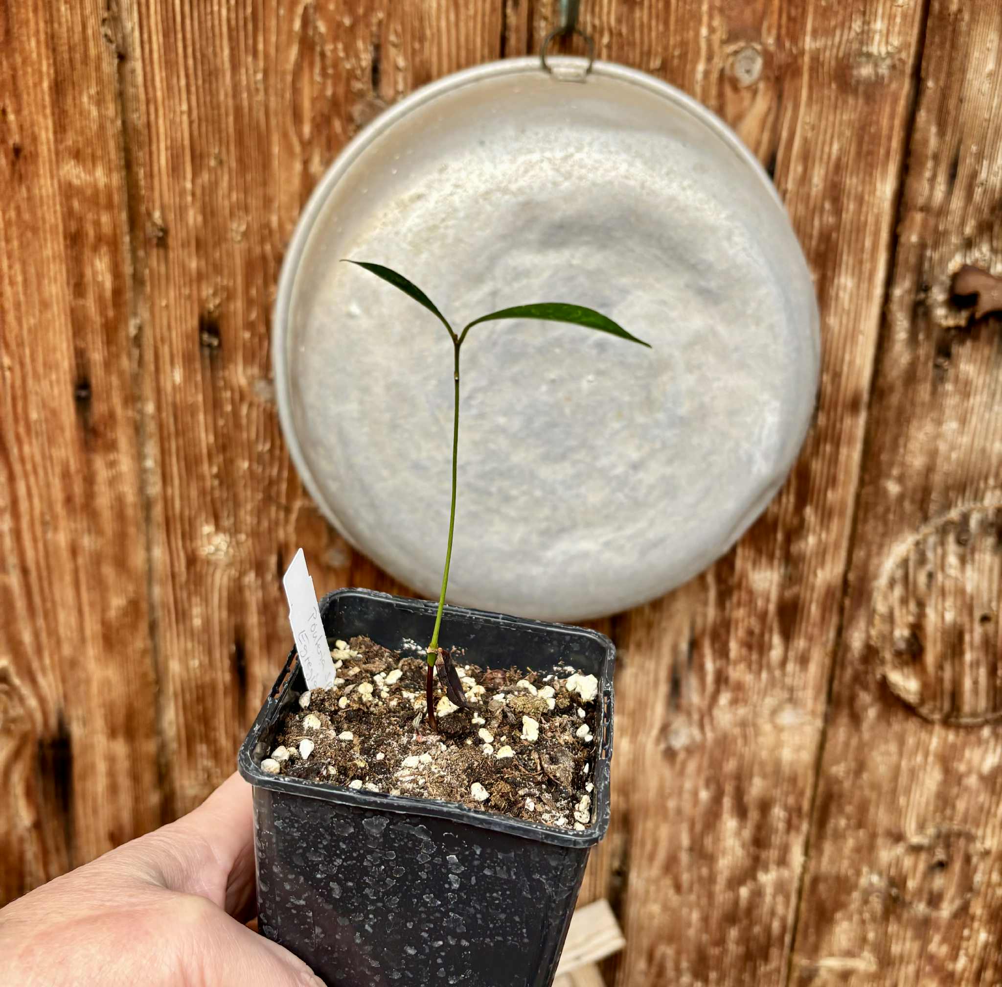 Pouteria aff egregia  -  1 potted seedling / 1 getopfter Sämling