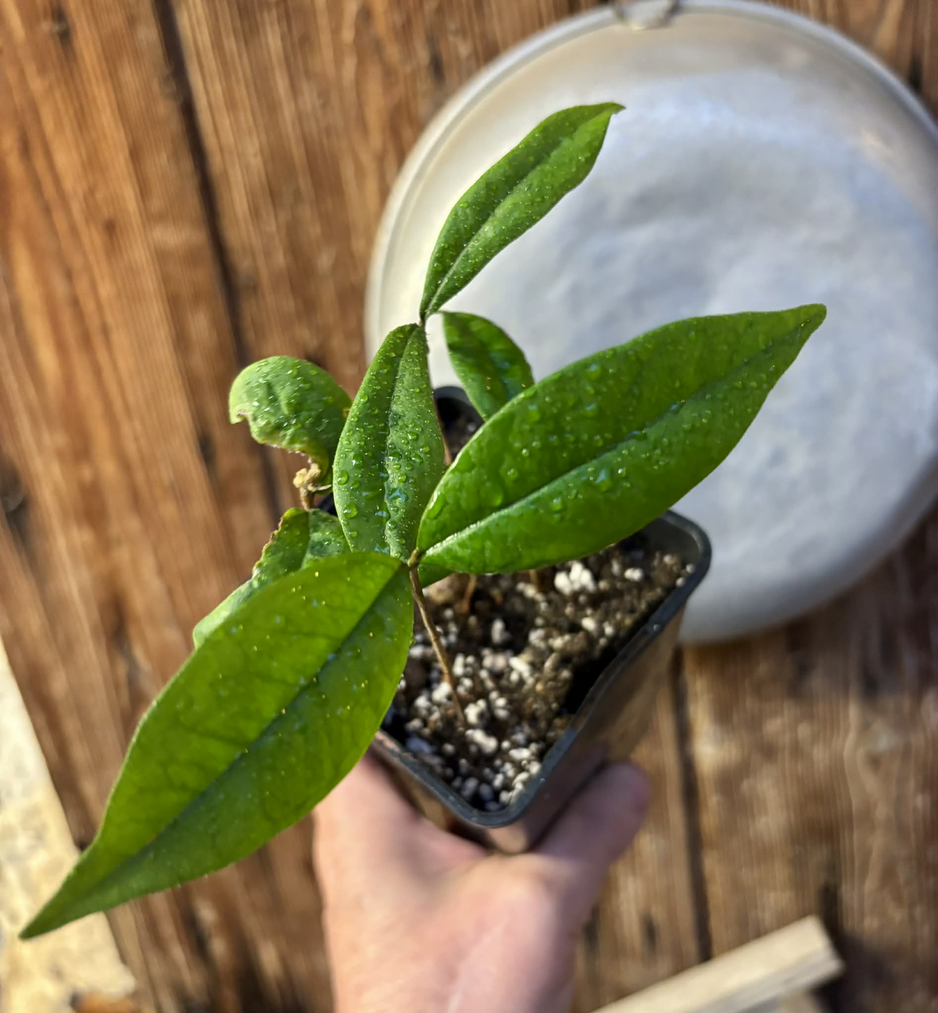 5 in 1 pot - Eugenia sect. pisiformis var. Maruim - 5 seedlings in one pot / 5 Sämlinge in einem Topf