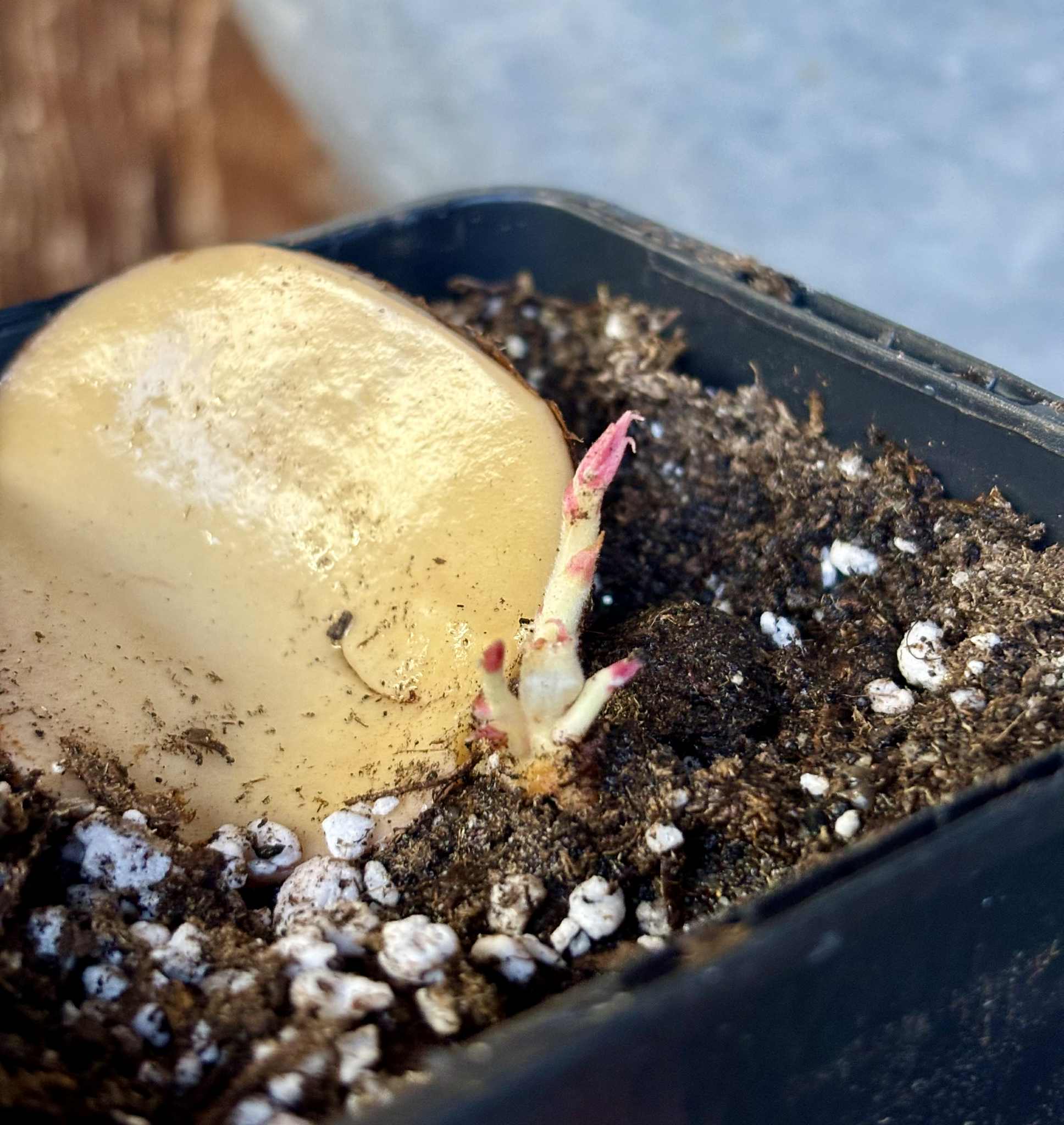 3 shots - Plinia longiacuminata Nr. 4 -  1 potted seedling / 1 getopfter Sämling