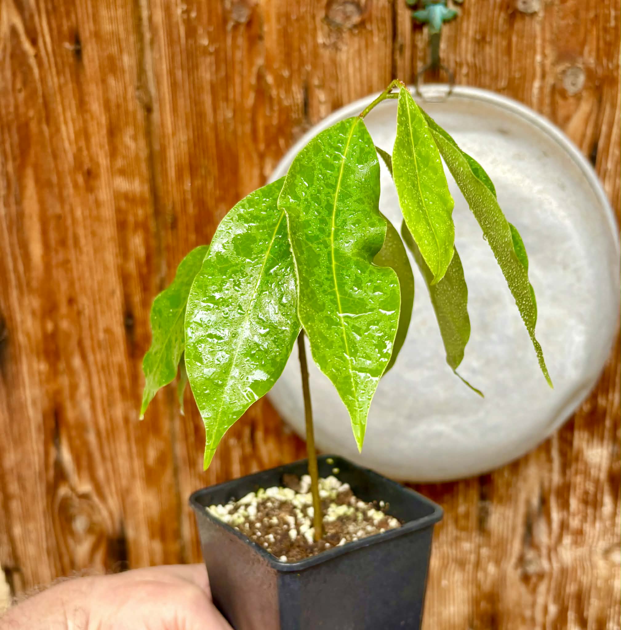 Annona montana - Mountain Soursop - 1 potted plant / 1 getopfte Pflanze