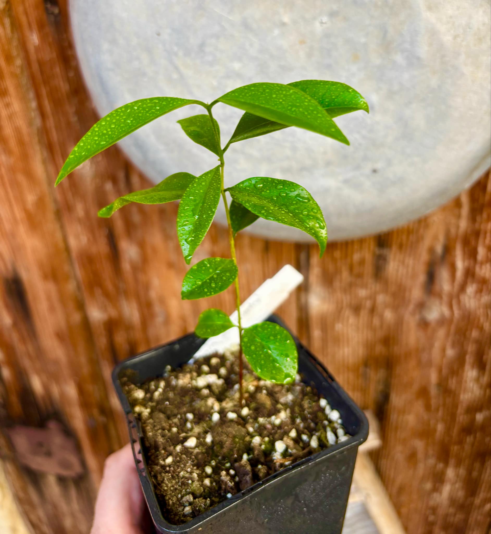 Eugenia zuccarini - 1 small potted seedling / 1 kleiner, getopfter Sämling
