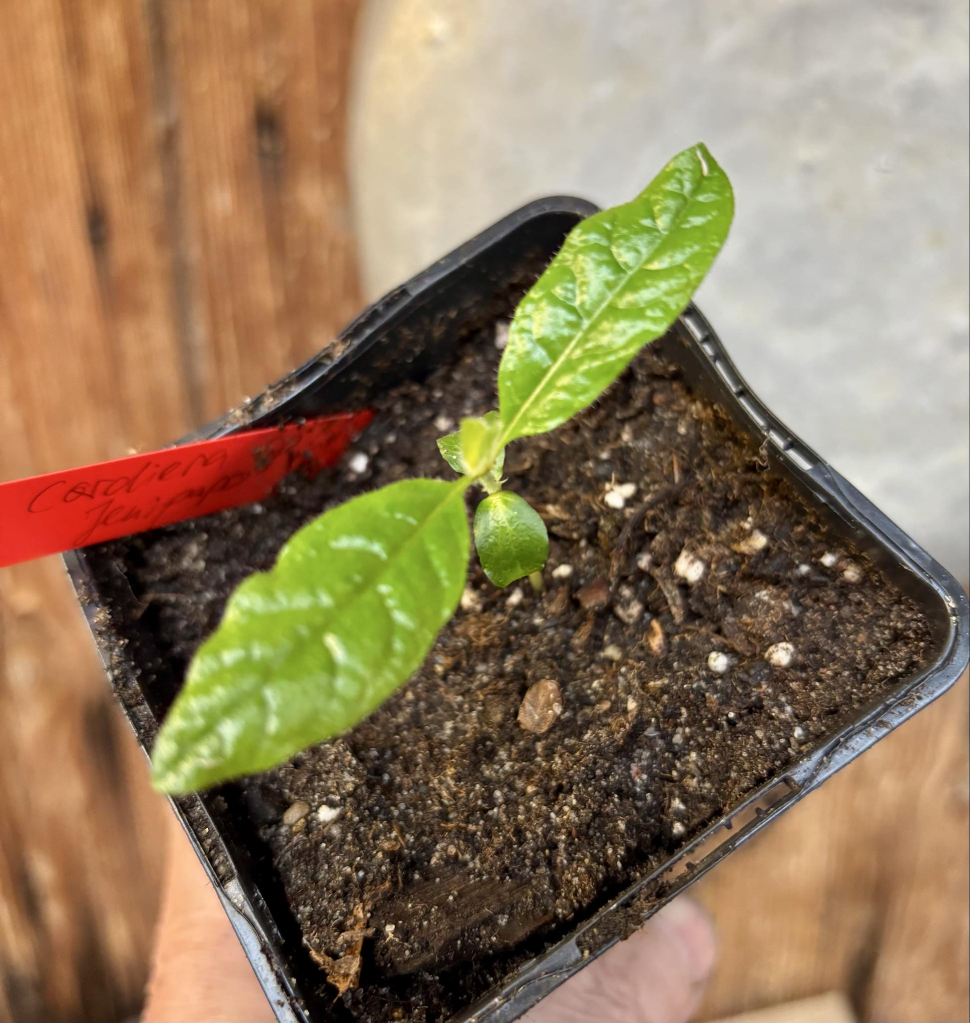 Cordiera sp Jenipapo - 1 potted seedling / 1 getopfter Sämling