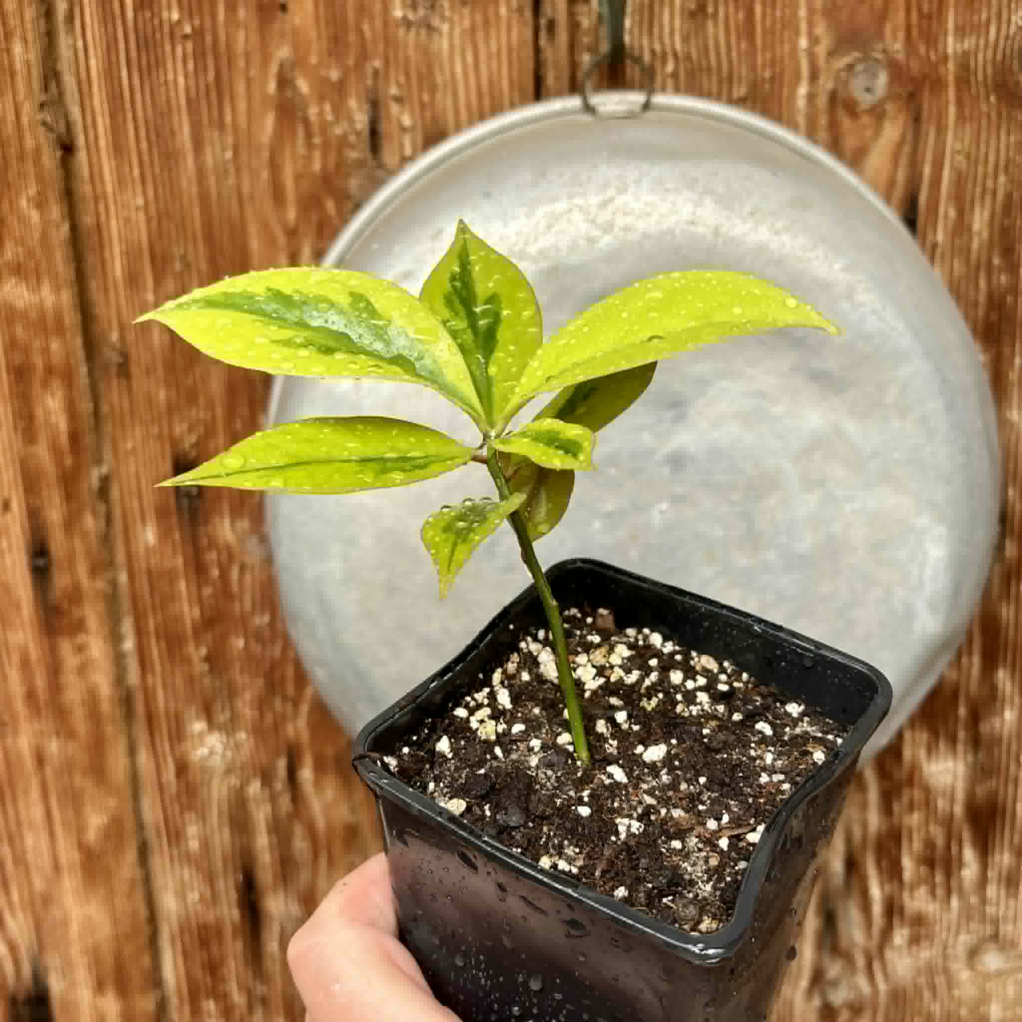 variegated Pereskia aculeata - variegated Barbados Gooseberry - 1 potted plant / 1 getopfte Pflanze