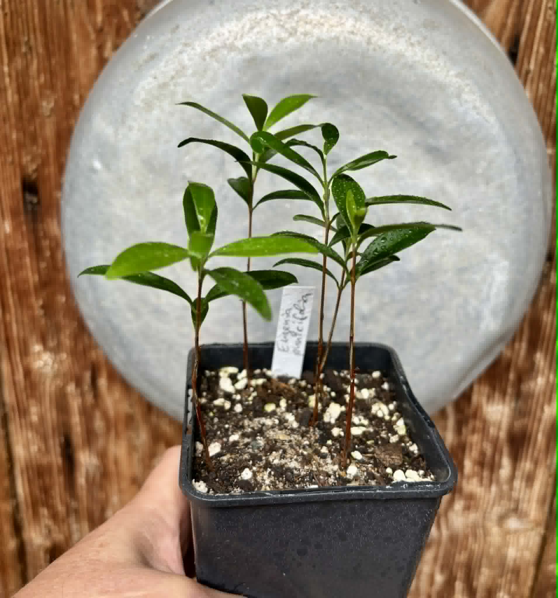 5 in 1 pot - Eugenia punicifolia - 5 seedlings in one pot / 5 Sämlinge in einem Topf