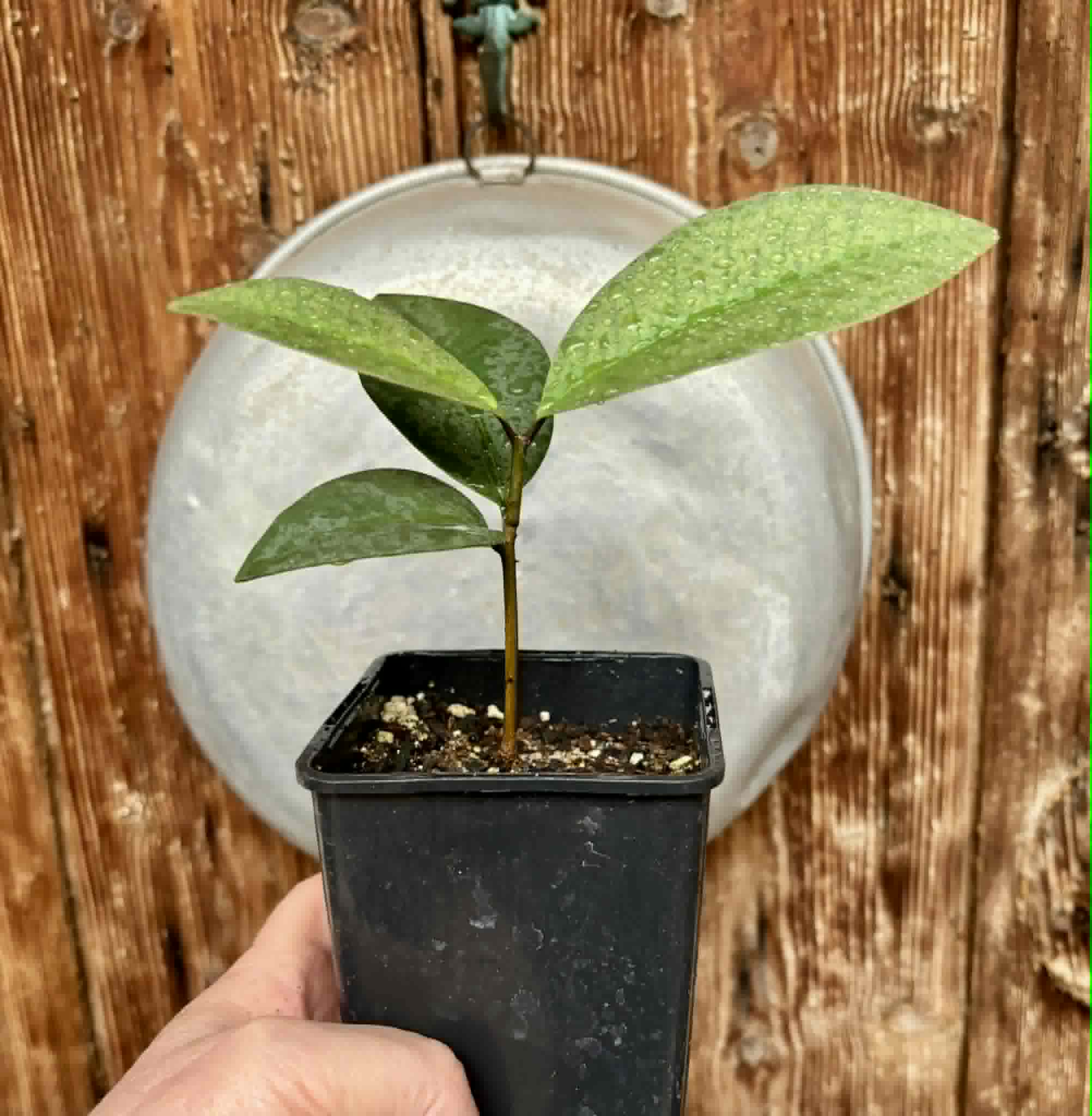 Eugenia sp Unana -  1 potted seedling / 1 getopfter Sämling