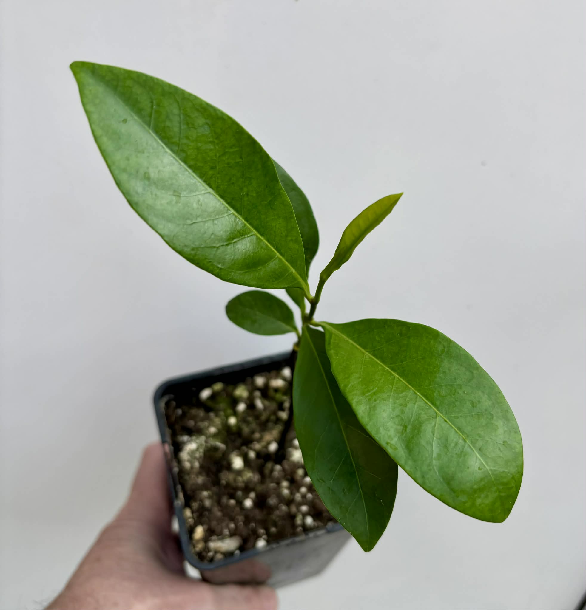 Diospyros nigra - Black Sapote var. Bernecker - 1 potted seedling / 1 getopfter Sämling