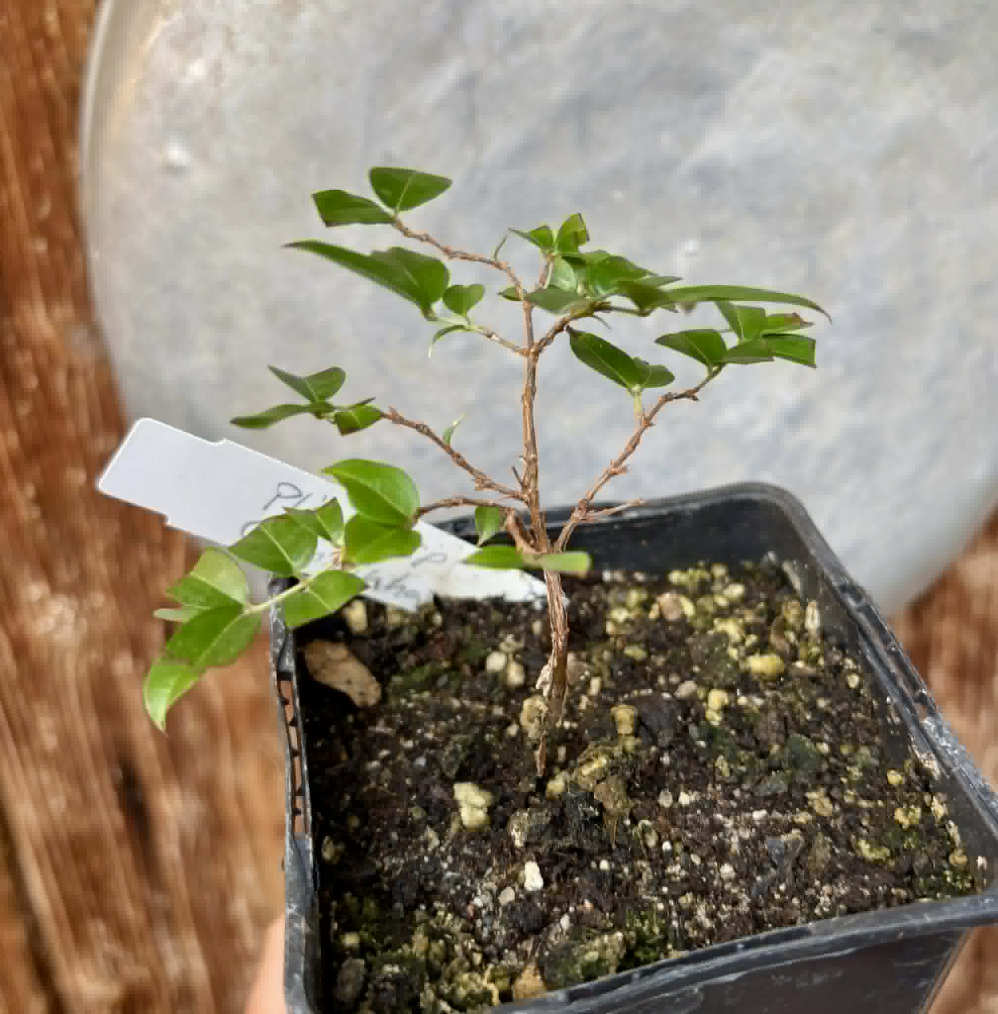 Jaboticaba - Plinia sp Canelinha Polpa rosea - 1 potted seedling / 1 getopfter Sämling
