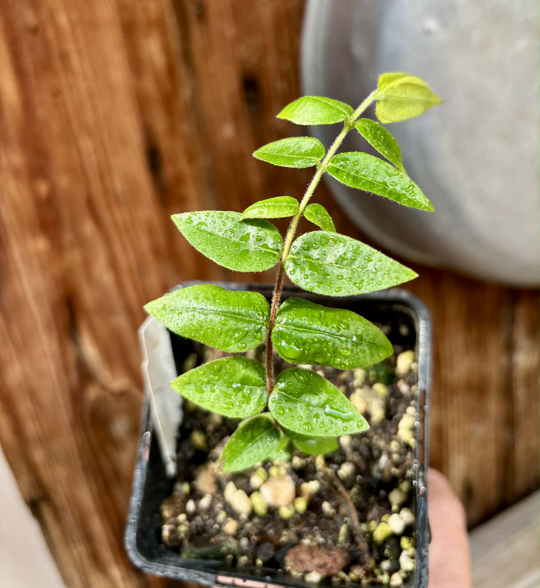 Myrciaria pilosa -  1 potted seedling  / 1 getopfter Sämling