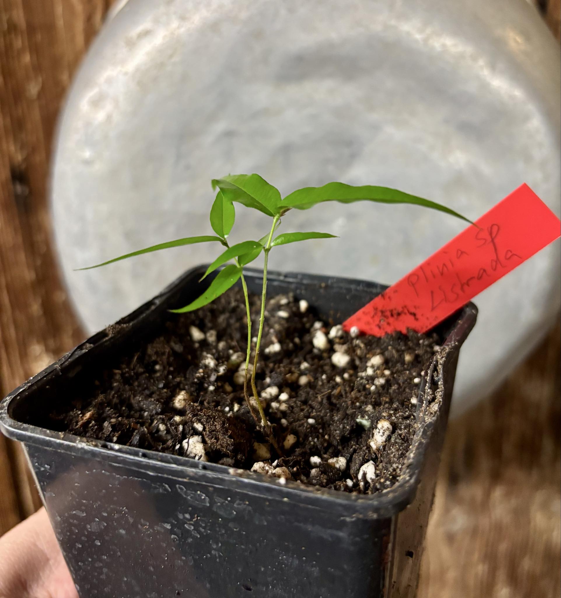 Plinia sp. Listrada - 1 potted seedling / 1 getopfter Sämling