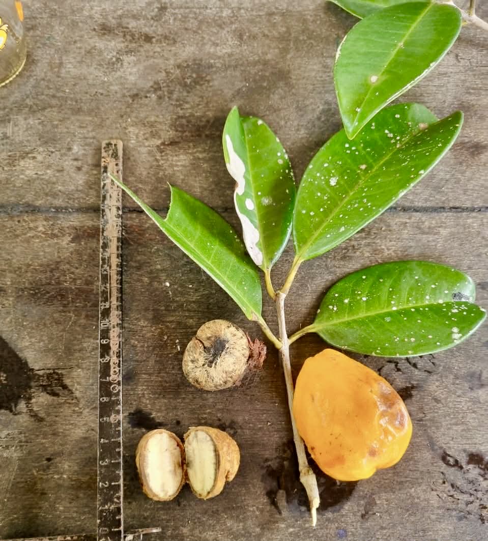 Pouteria macahensis var. Itacaré - 1 fresh seed / 1 frischer Samen
