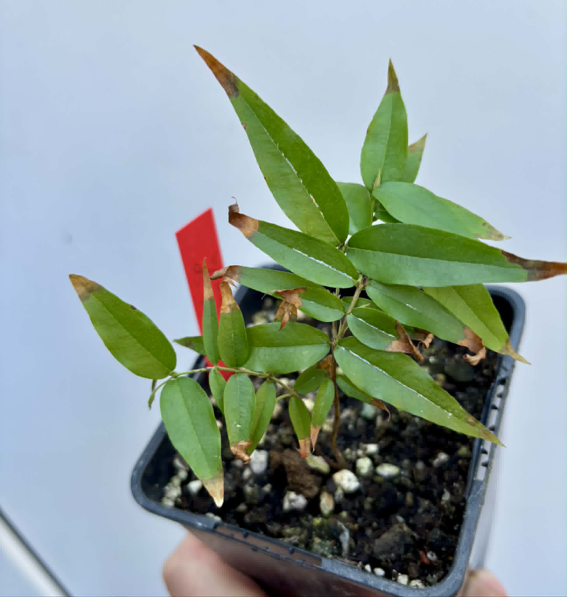 Plinia sp. Listrada var. Urucuca -  1 potted seedling / 1 getopfter Sämling