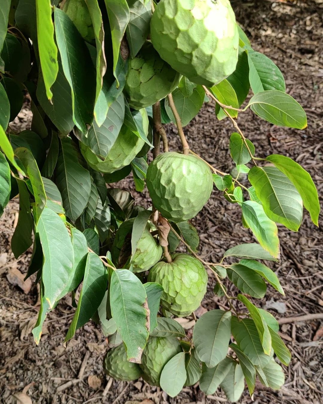 Cherimoya var. Fino de Jete (Annona cherimola) - 1 potted plant / 1 getopfte Pflanze