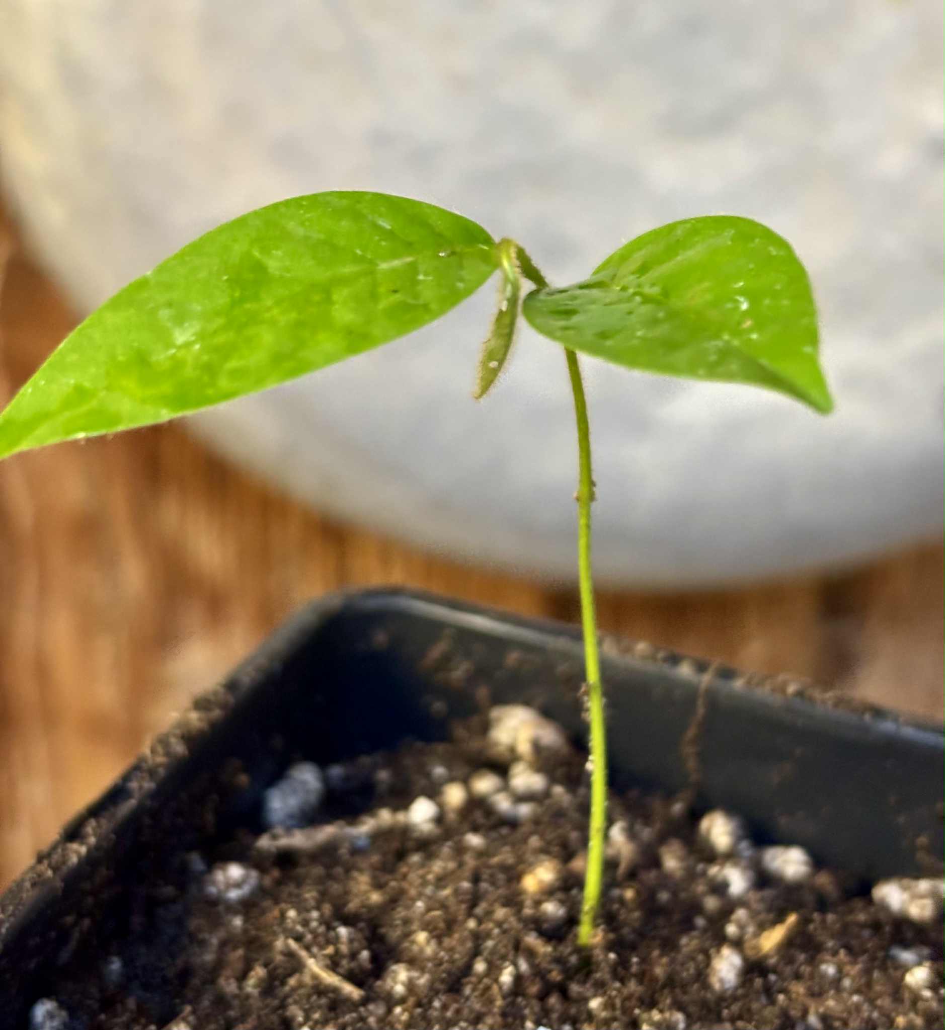 Civet Banana (Uvaria grandiflora) -  1 potted seedling / 1 getopfter Sämling
