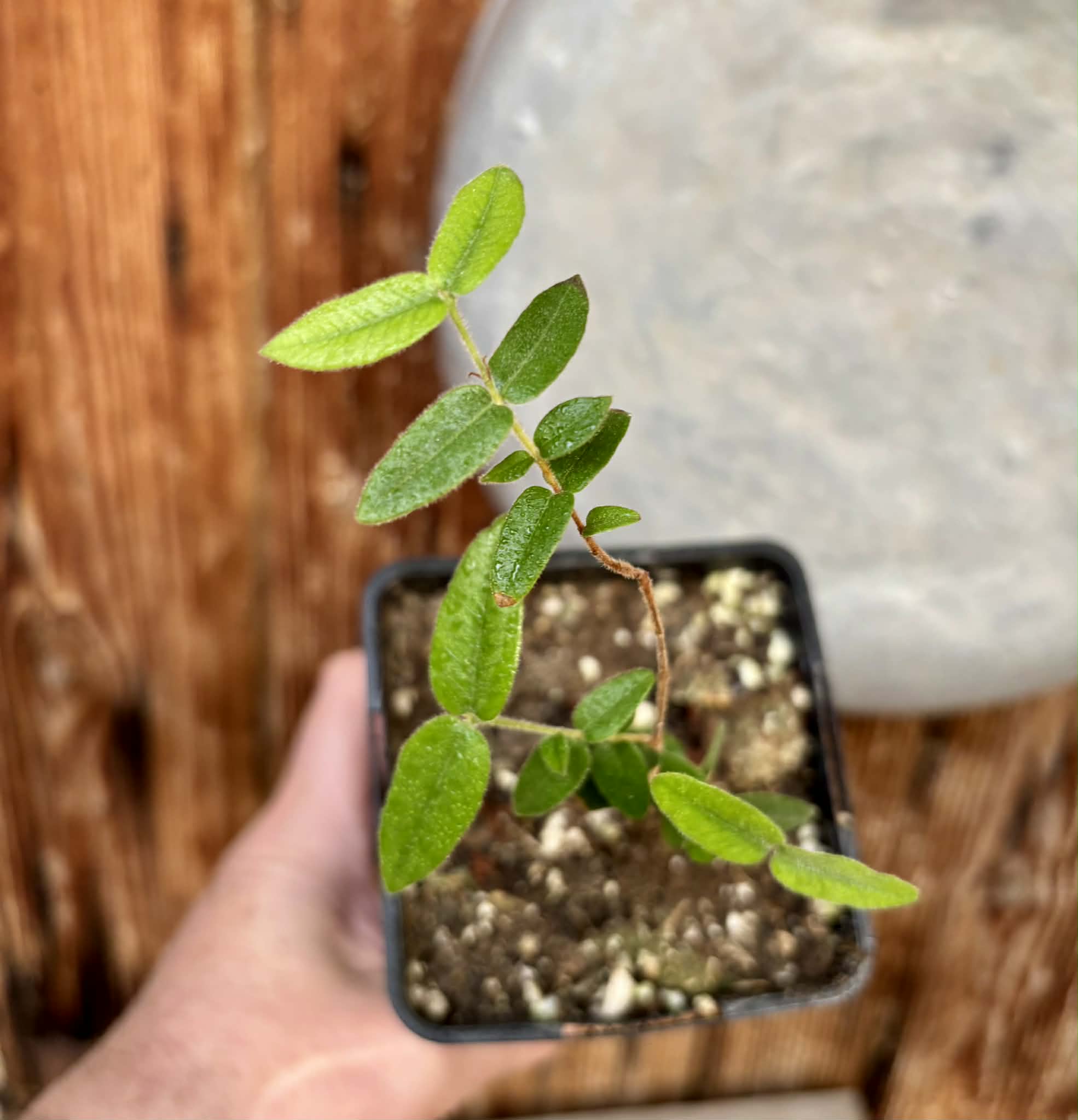 Myrciaria caerulescens (Roxa - Blue Guaquiea) - 1 potted seedling / 1 getopfter Sämling