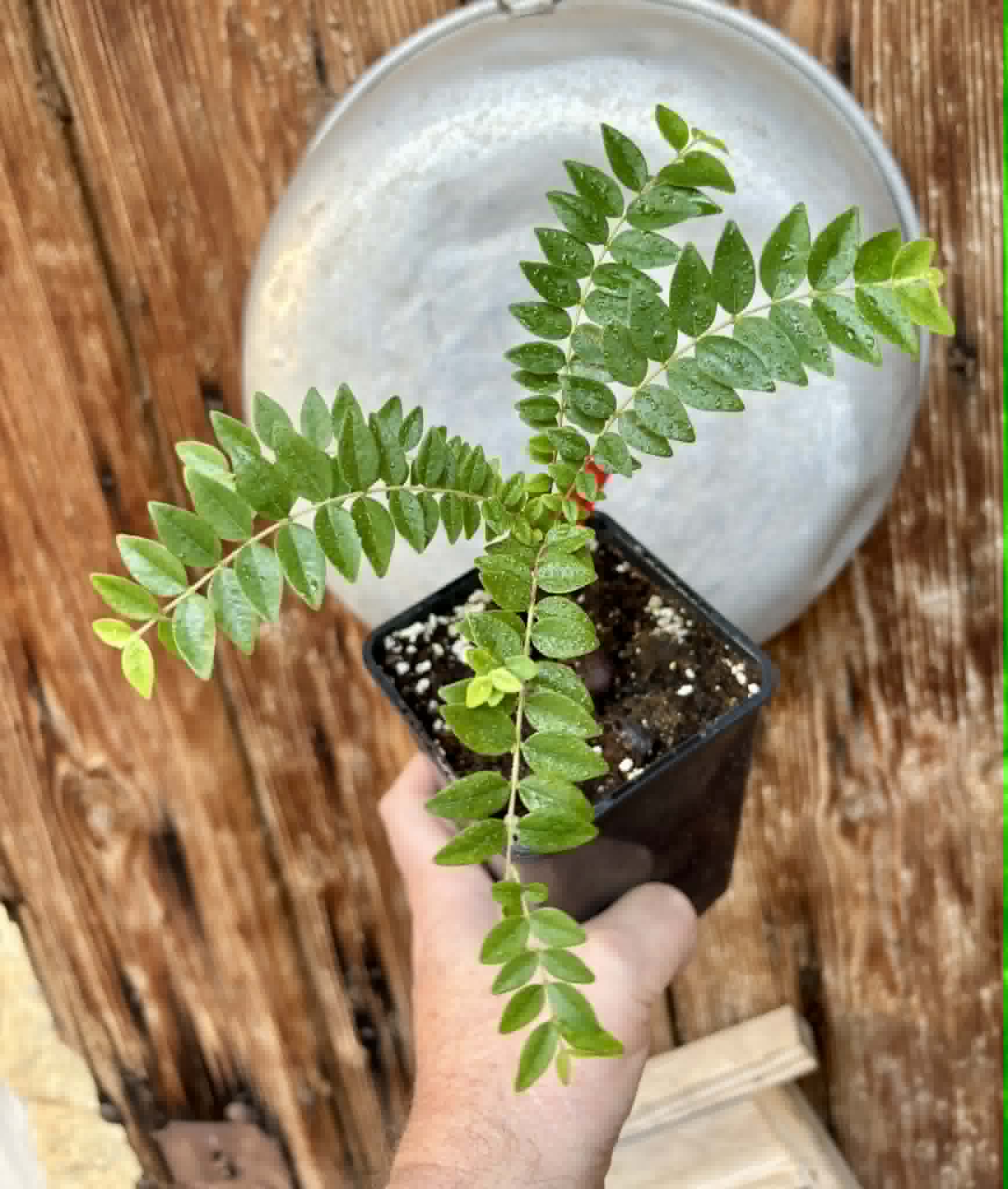 Myrciaria sp Pastora - 1 potted seedling / 1 getopfter Sämling
