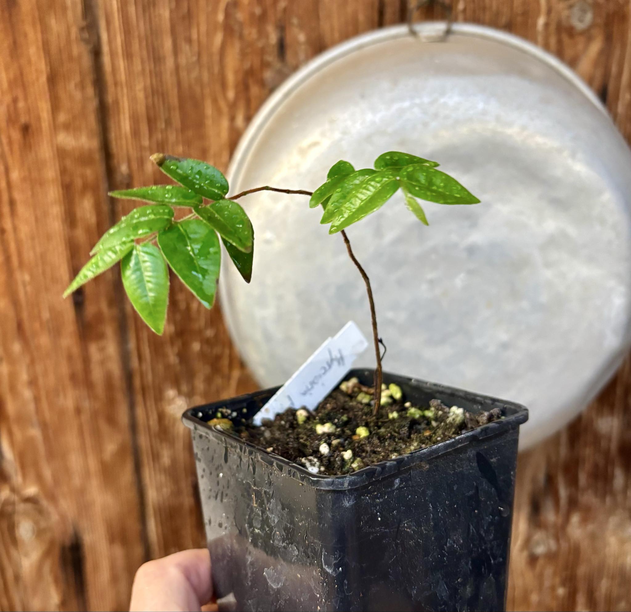 Myrciaria pilosa -  1 small potted seedling  / 1 kleiner getopfter Sämling Myrciaria pilosa -  1 small potted seedling  / 1 kleiner getopfter Sämling