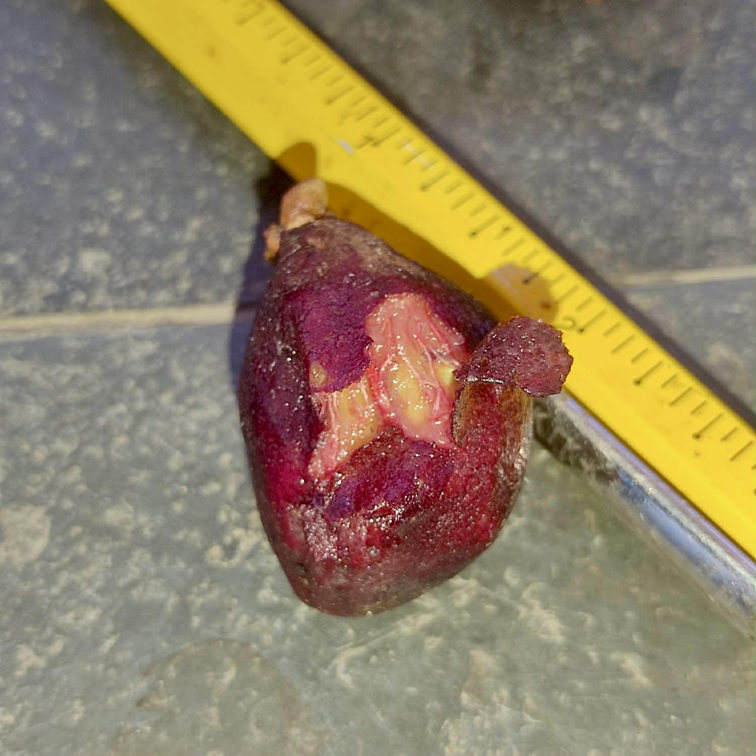 Pre Order - Plinia spiciflora -  1 fresh seed / 1 frischer Samen