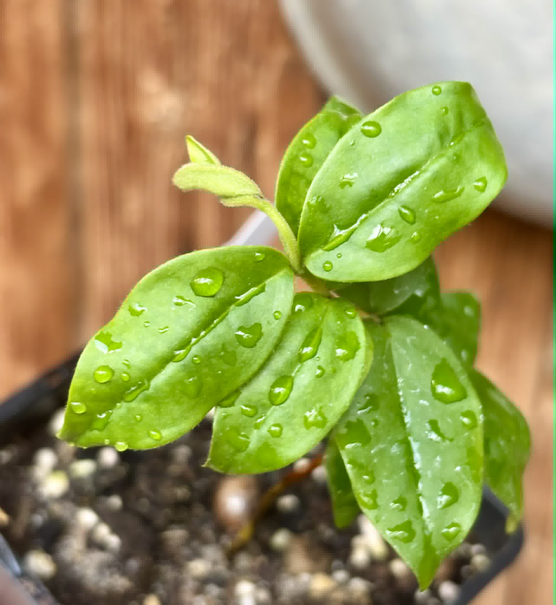 Uvaia do Visconde (Eugenia beaurepairiana) - potted seedling / 1 getopfter Sämling